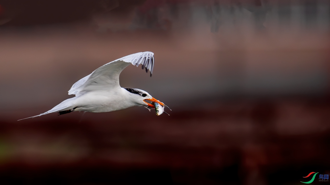 DSC_7366.jpg