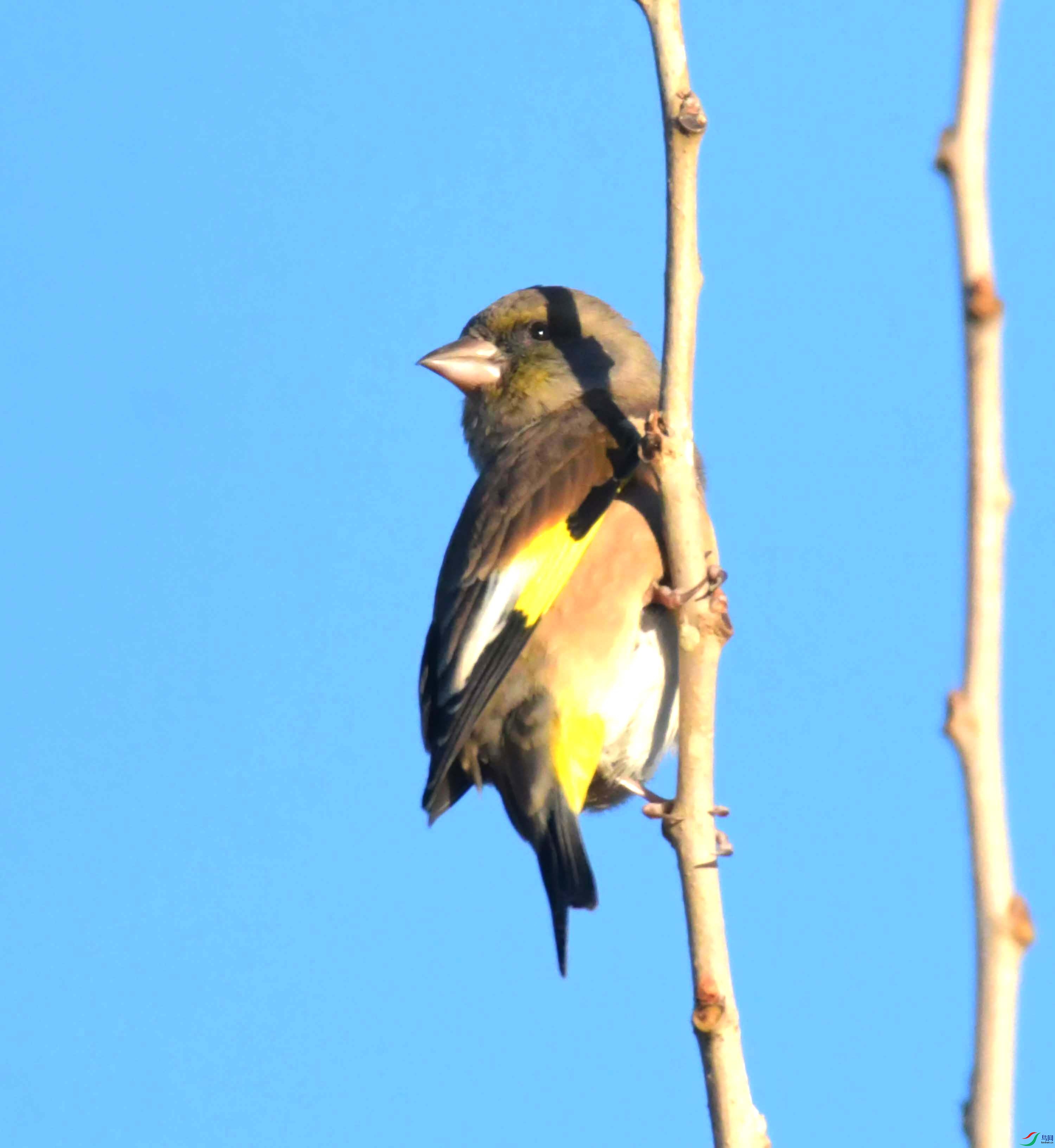 DSC_2393.JPG