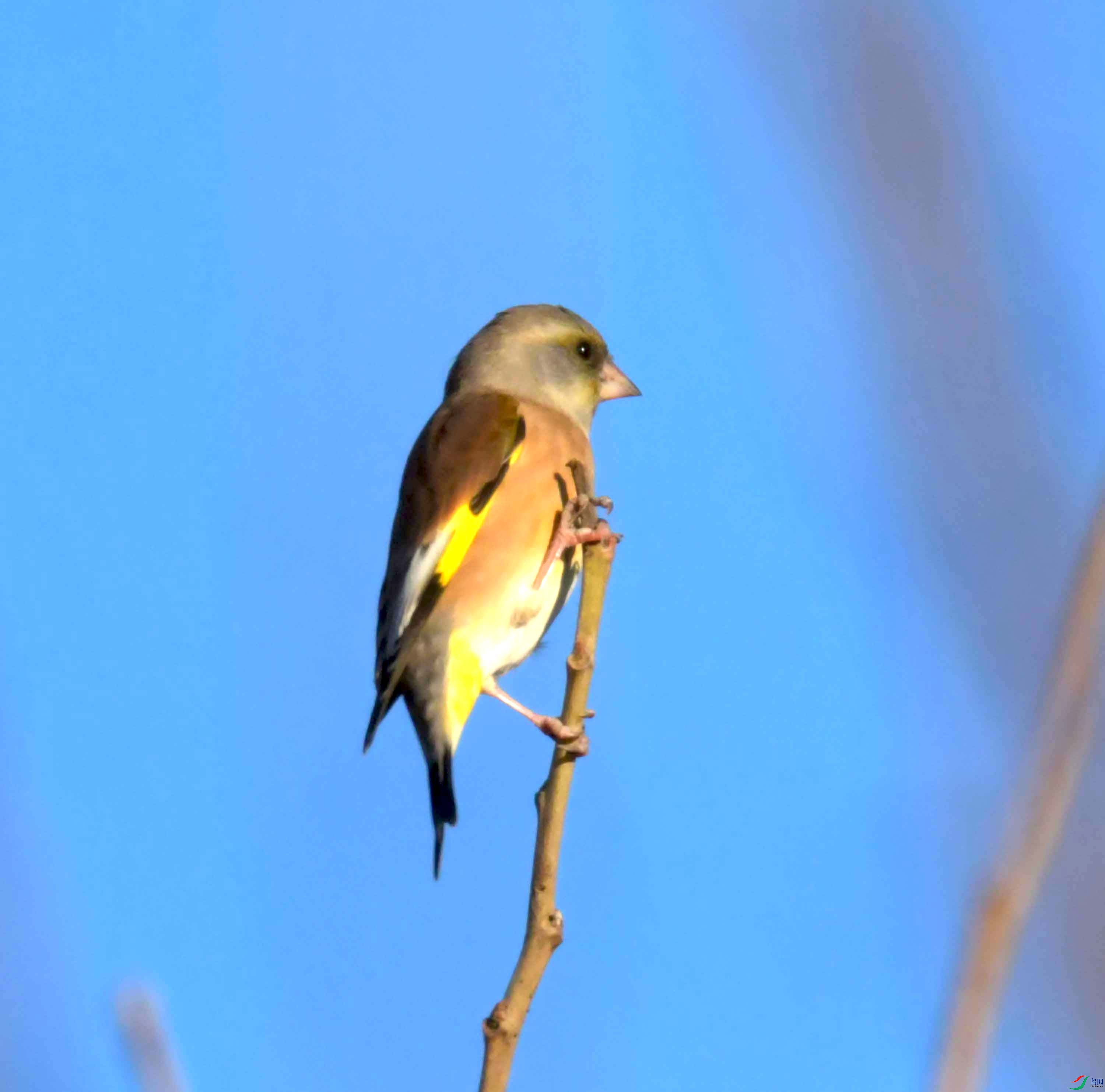 DSC_2418.JPG
