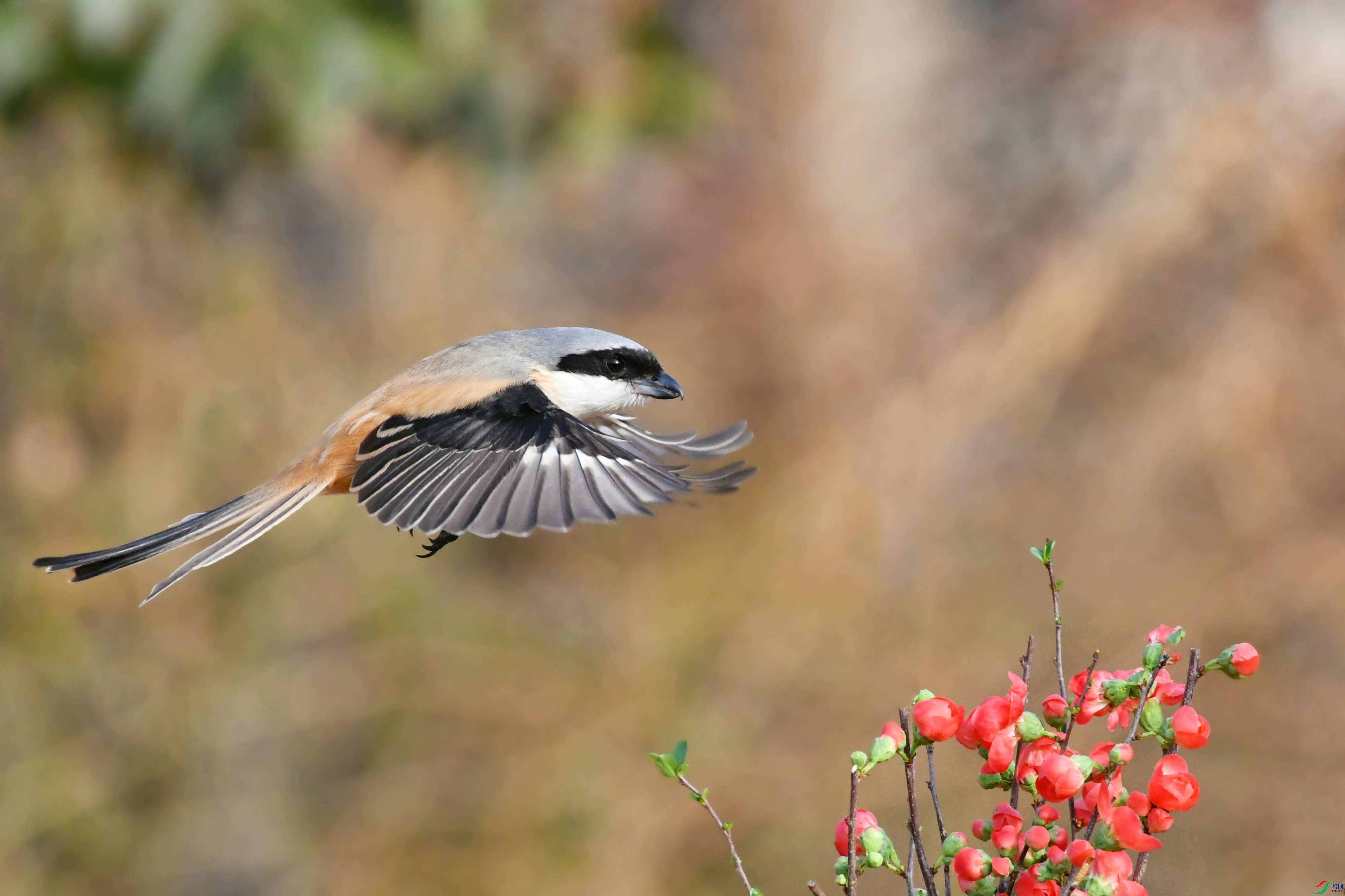 DSC_2165.JPG