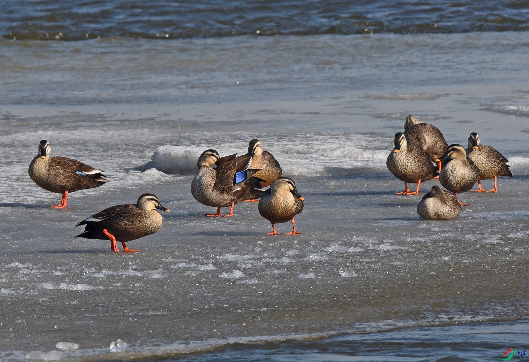 DSC_5583d_��ͼ��.jpg