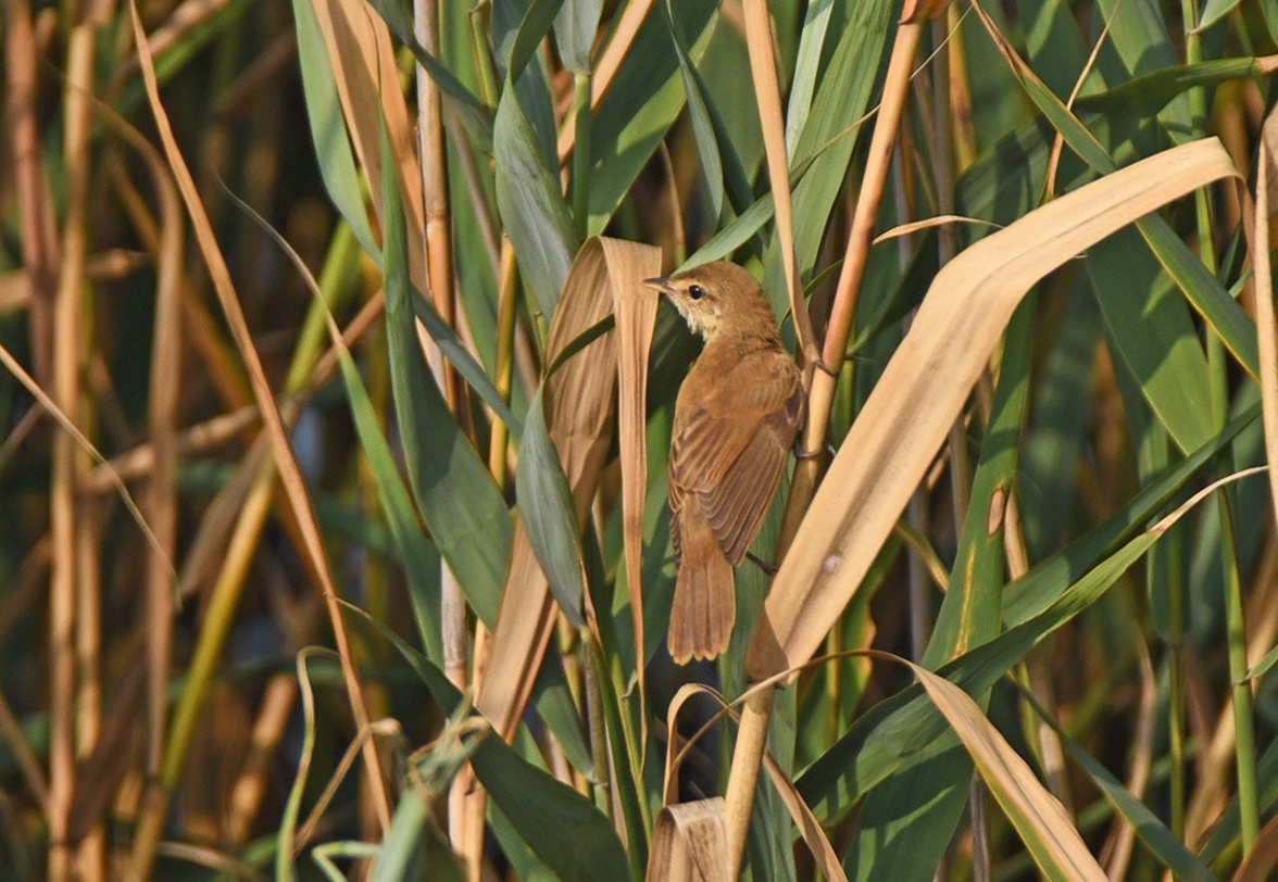 DSC_030432.jpg