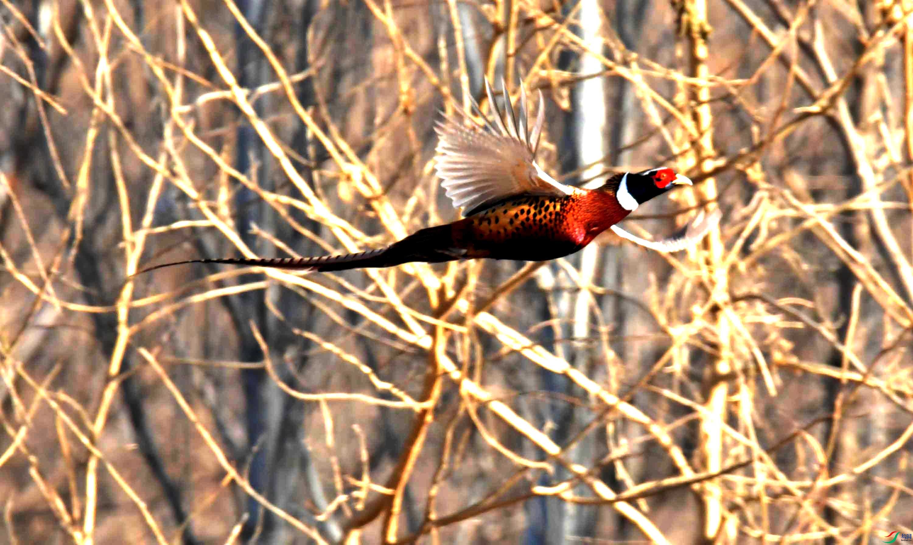 DSC_0175.JPG