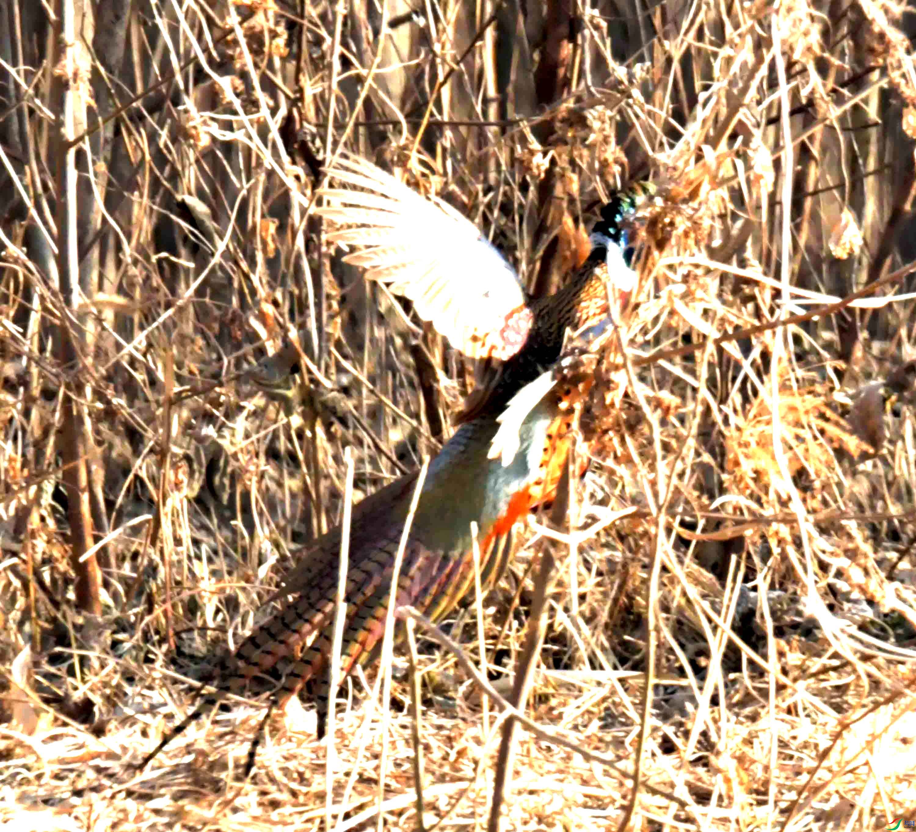 DSC_0188.JPG