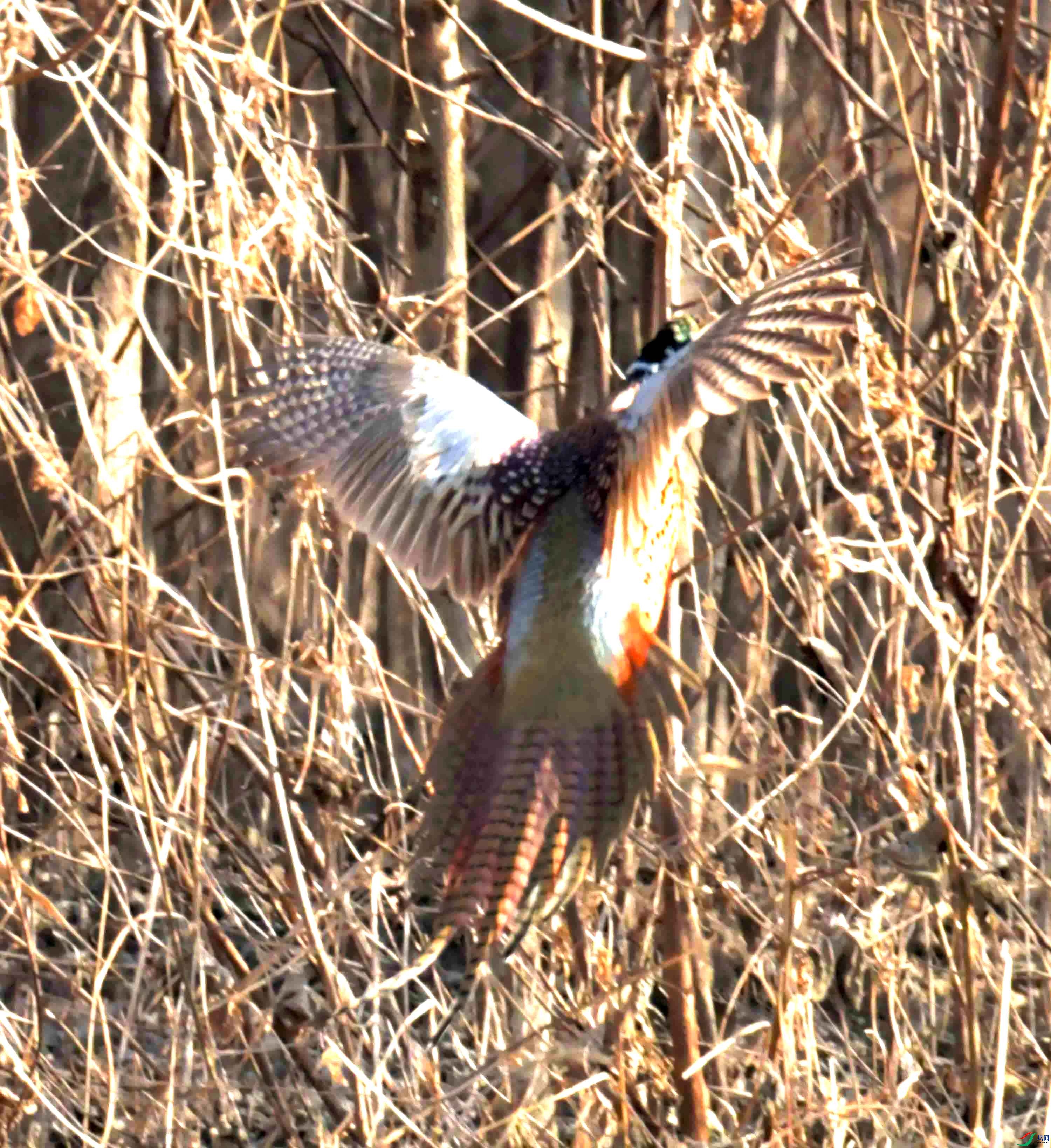 DSC_0186.JPG