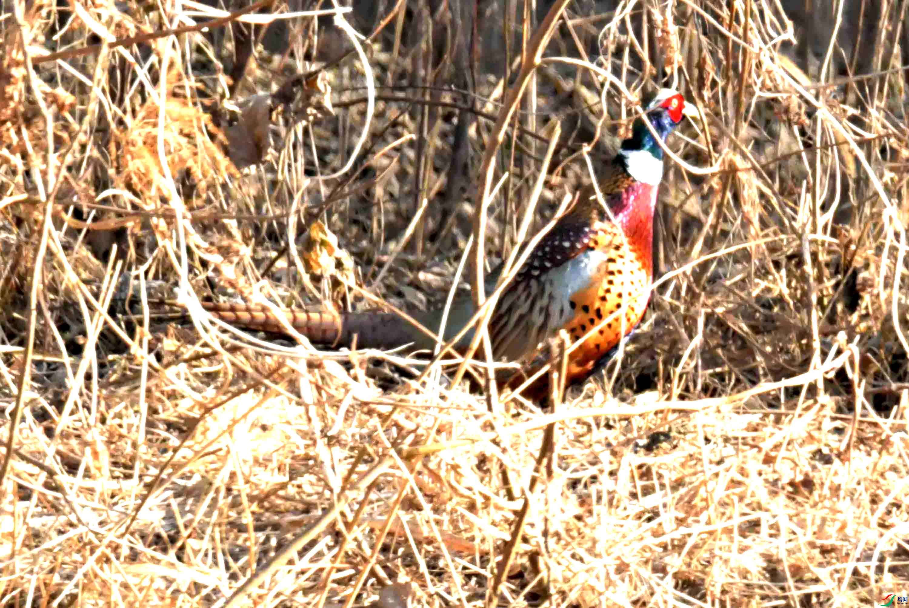 DSC_0194.JPG