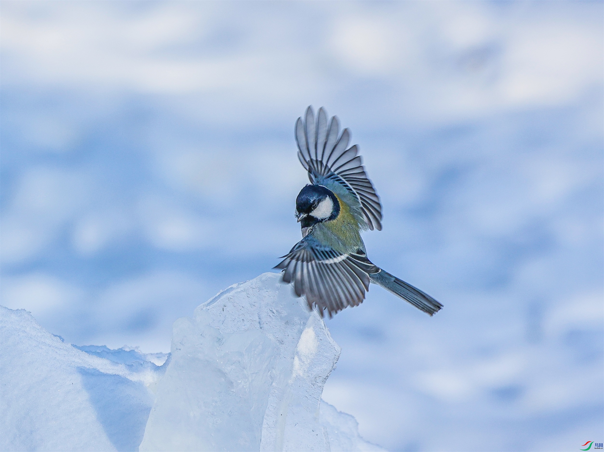 1K3A2913 ����1.jpg