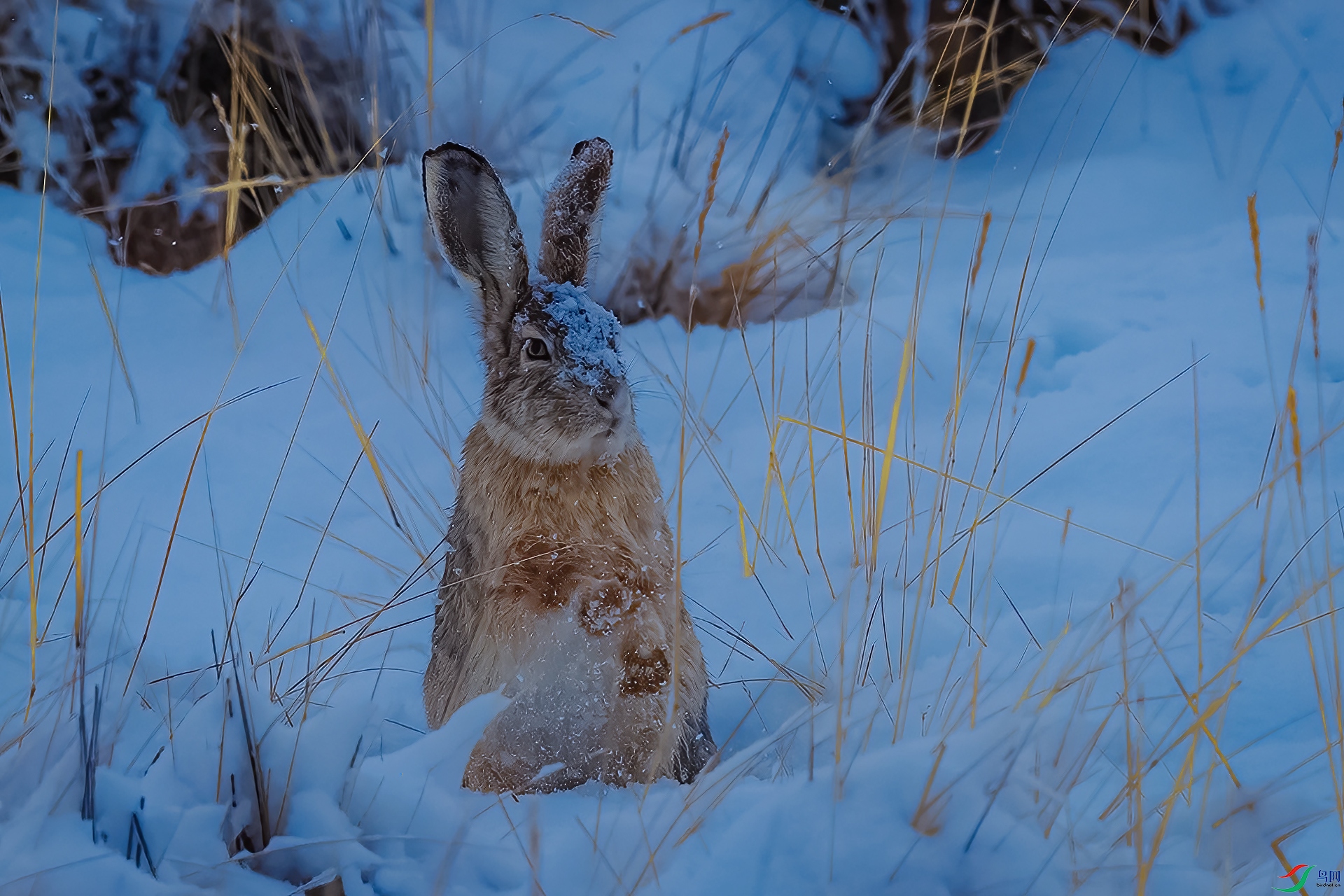 AO4I9551-�༭ ����.jpg