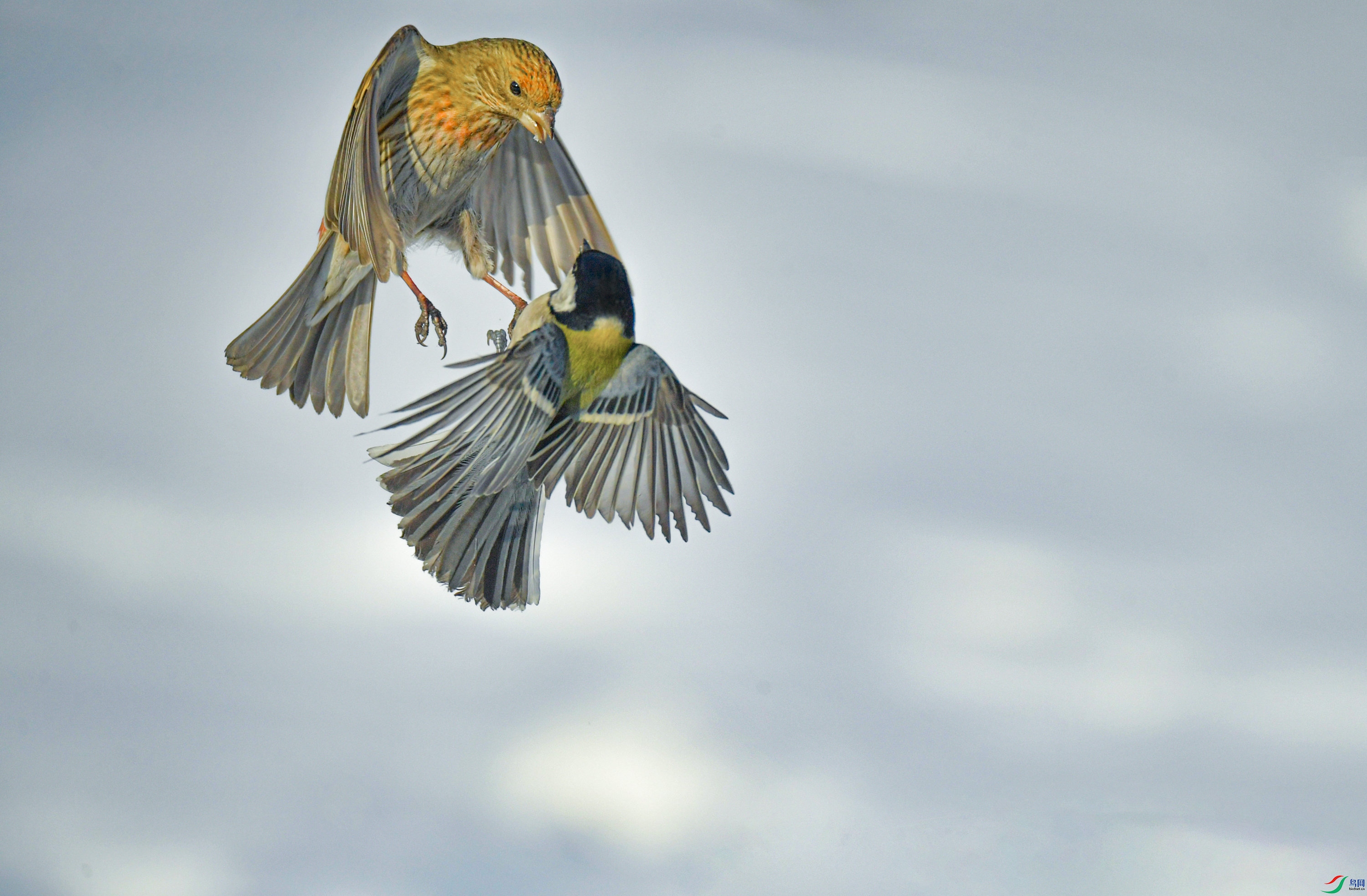 ���н���