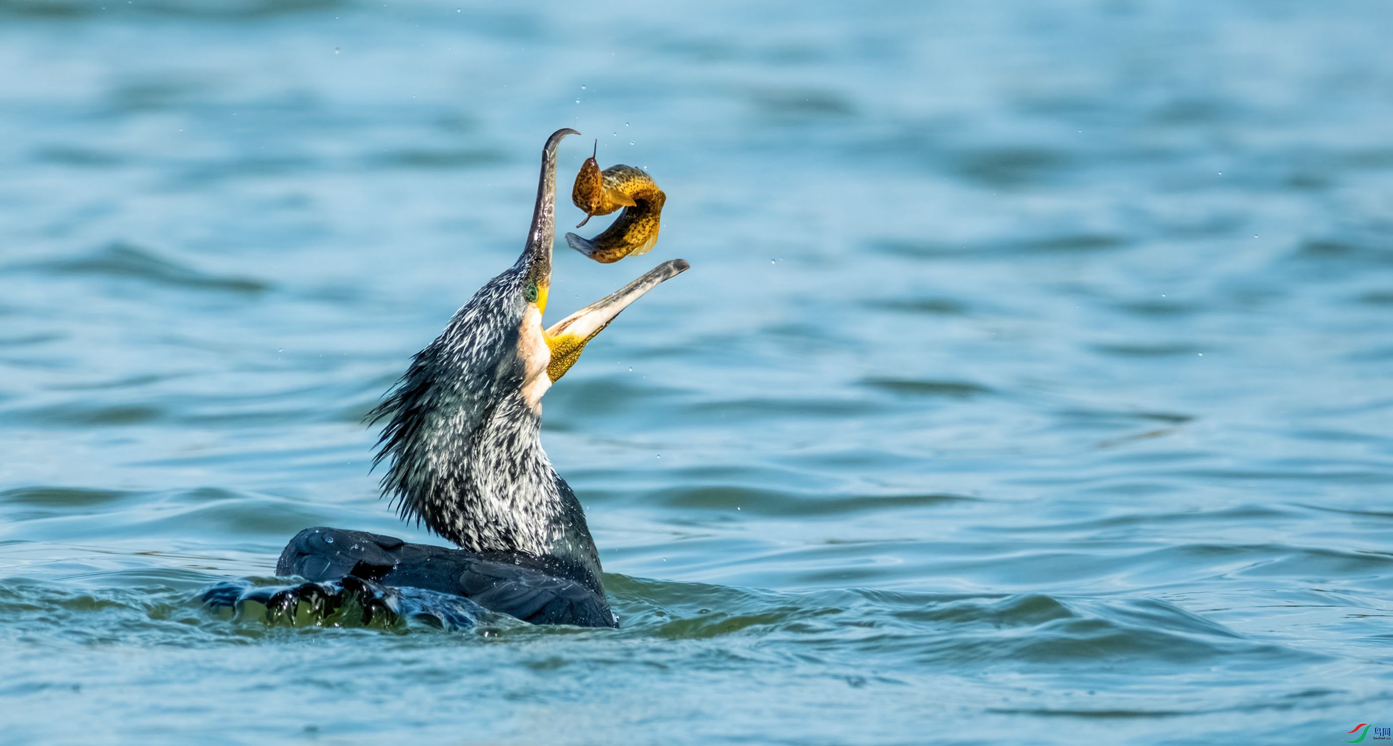 ��˲�����