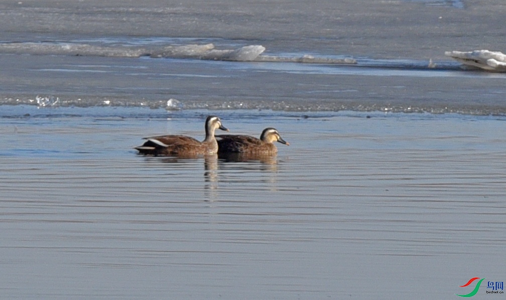 DSC_2426.jpg