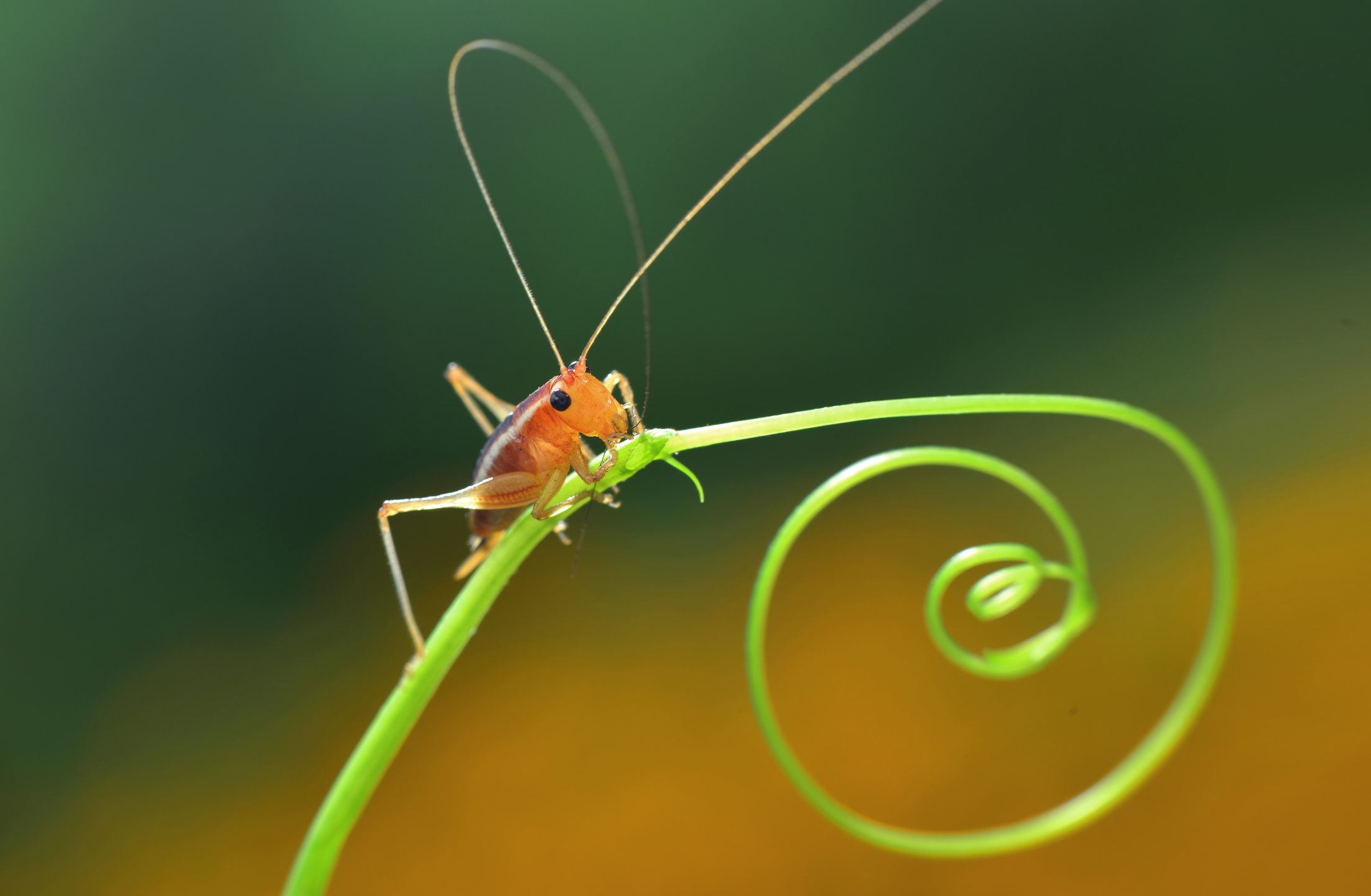 DSC_2508 ����.jpg