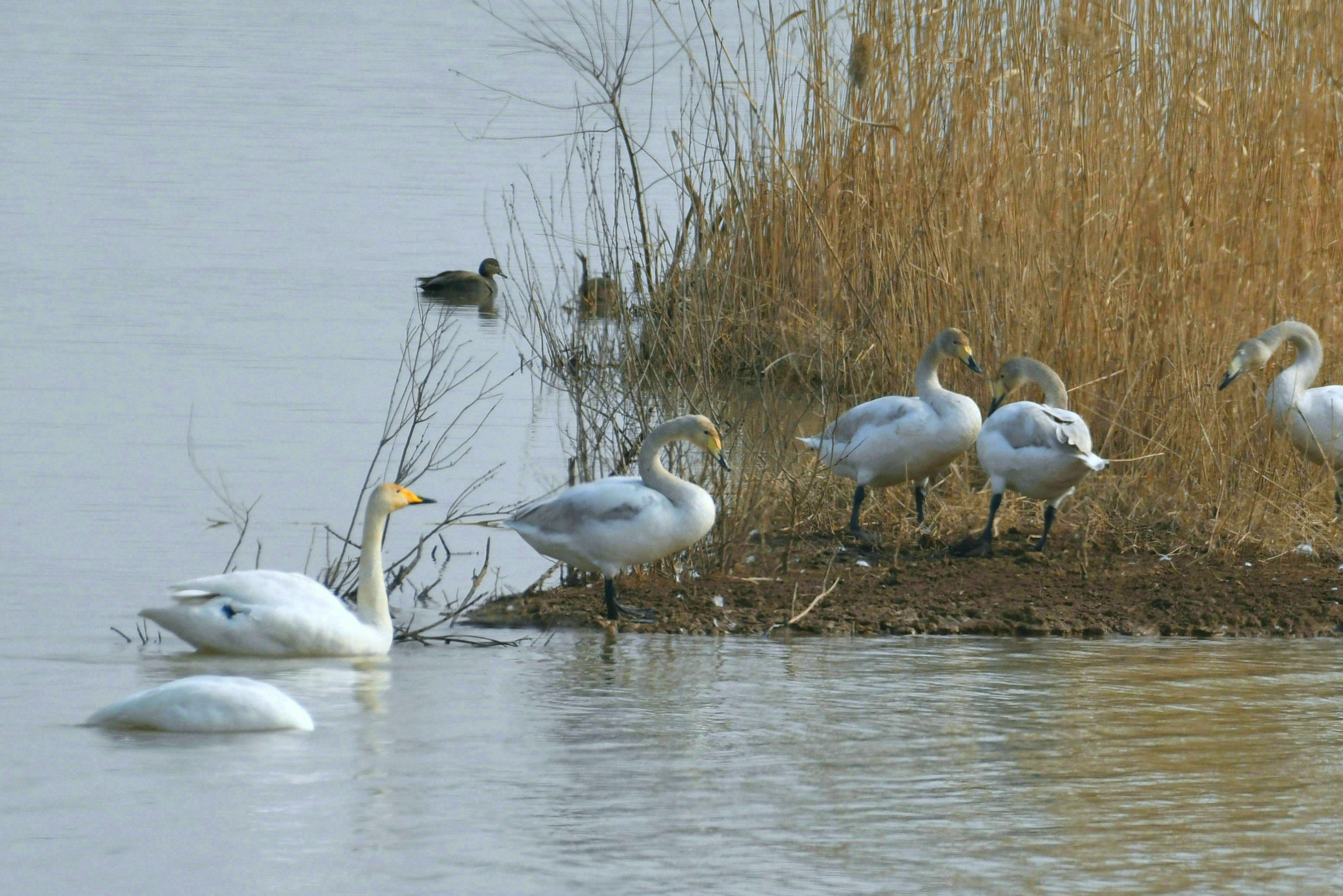 DSC_2609.JPG