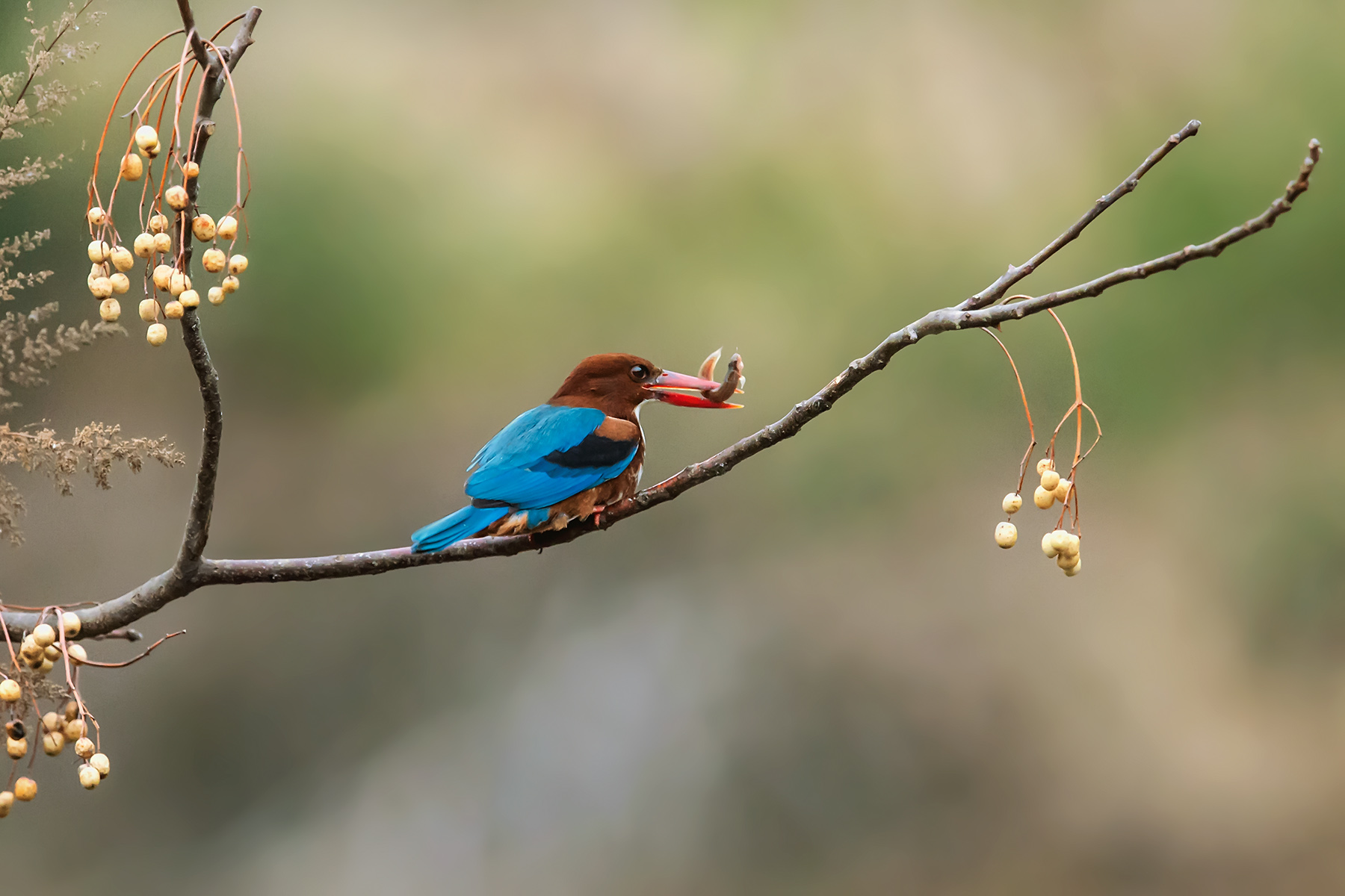 ������ʳ