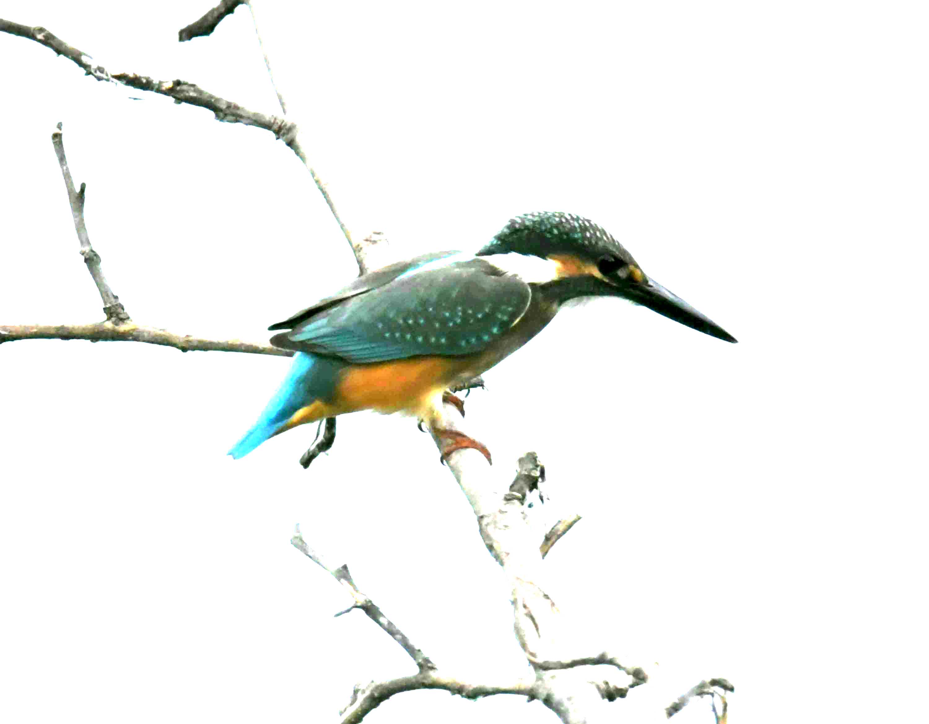 DSC_0178.JPG