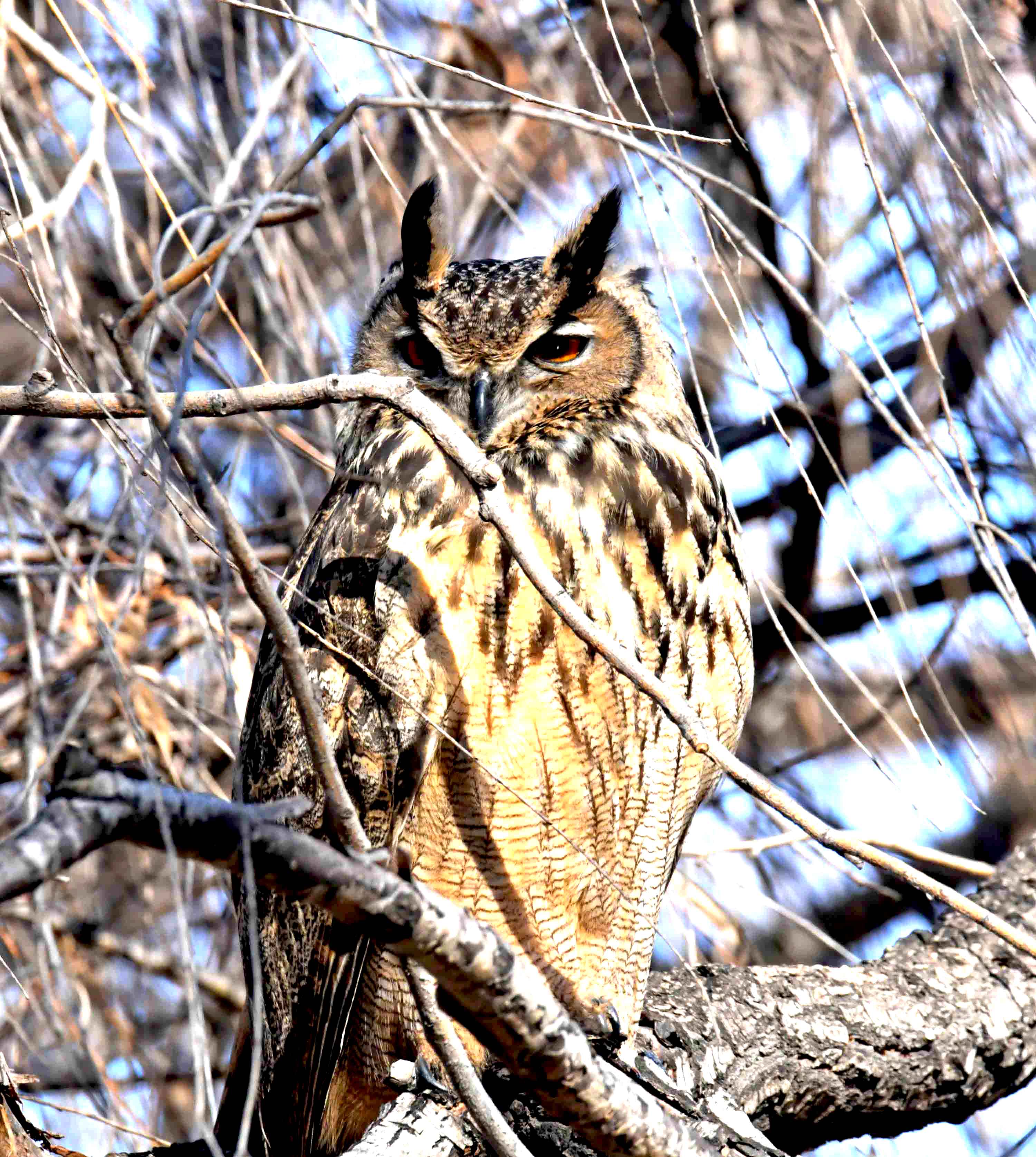 DSC_5915.JPG