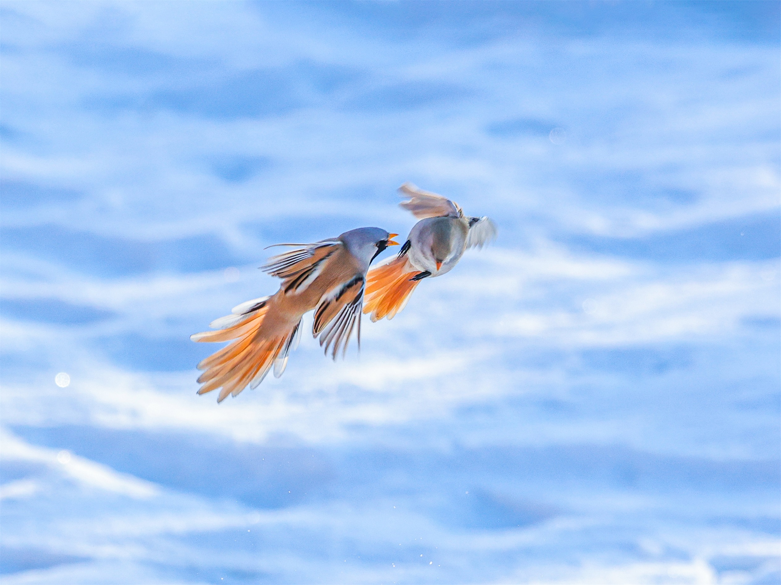 1K3A4386 ����1.jpg