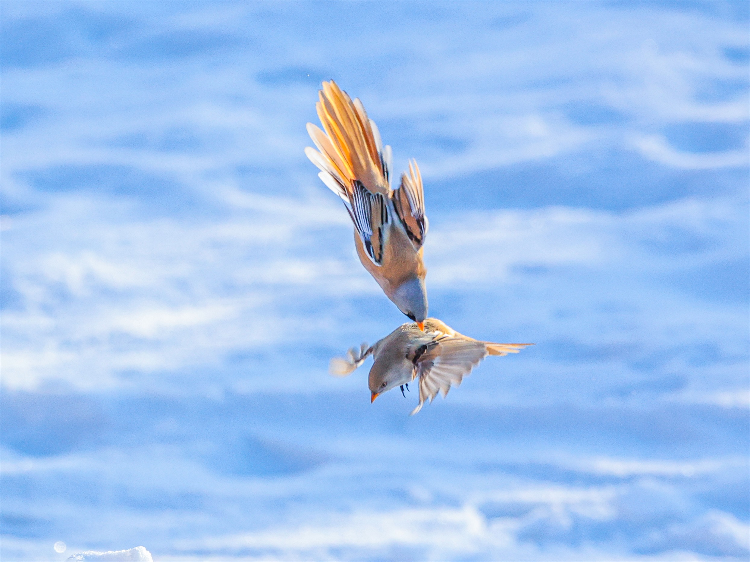 1K3A4388 ����1.jpg