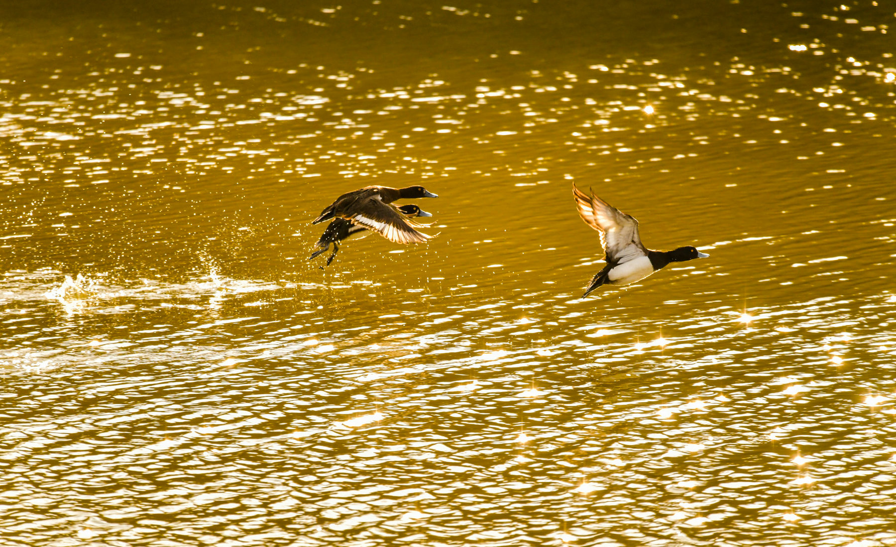 ����ҫ��̤�����