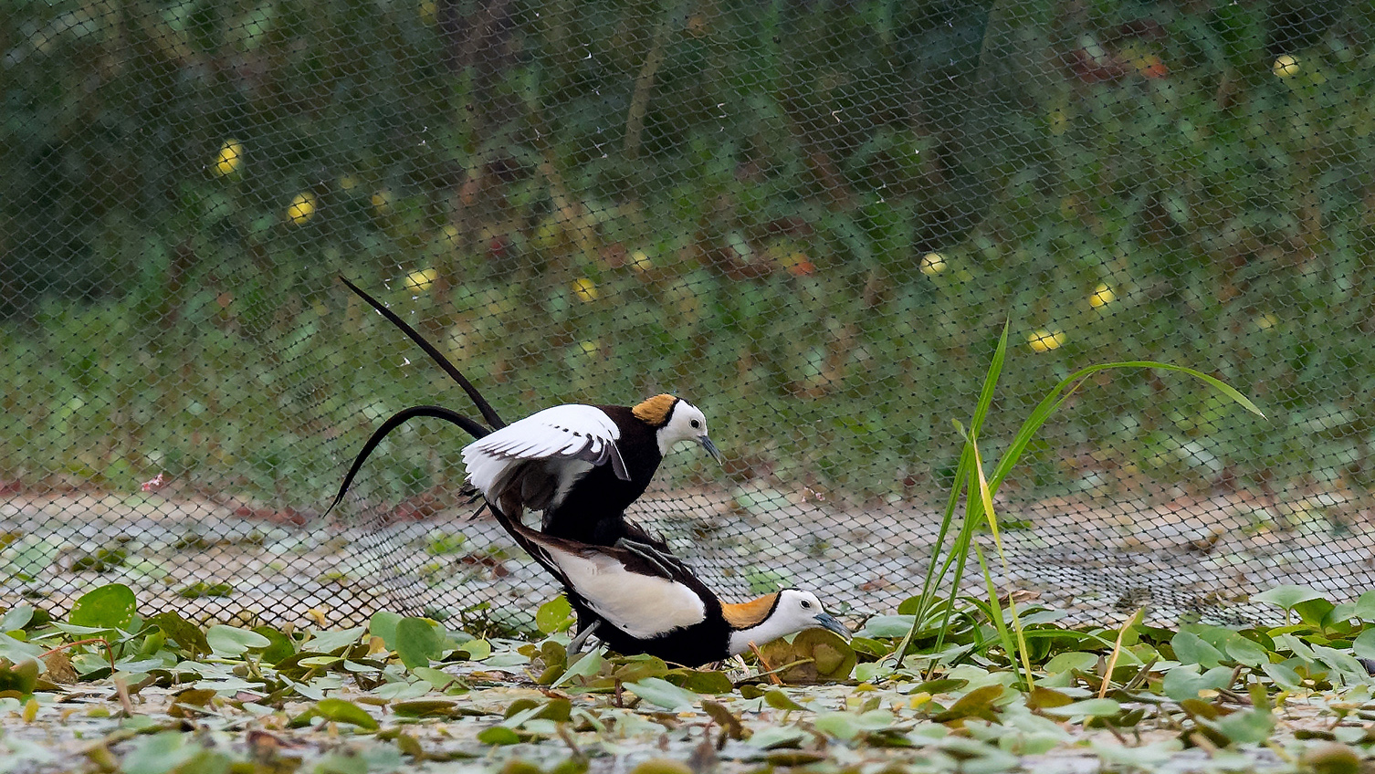 3DSC_6958_DxOa.jpg