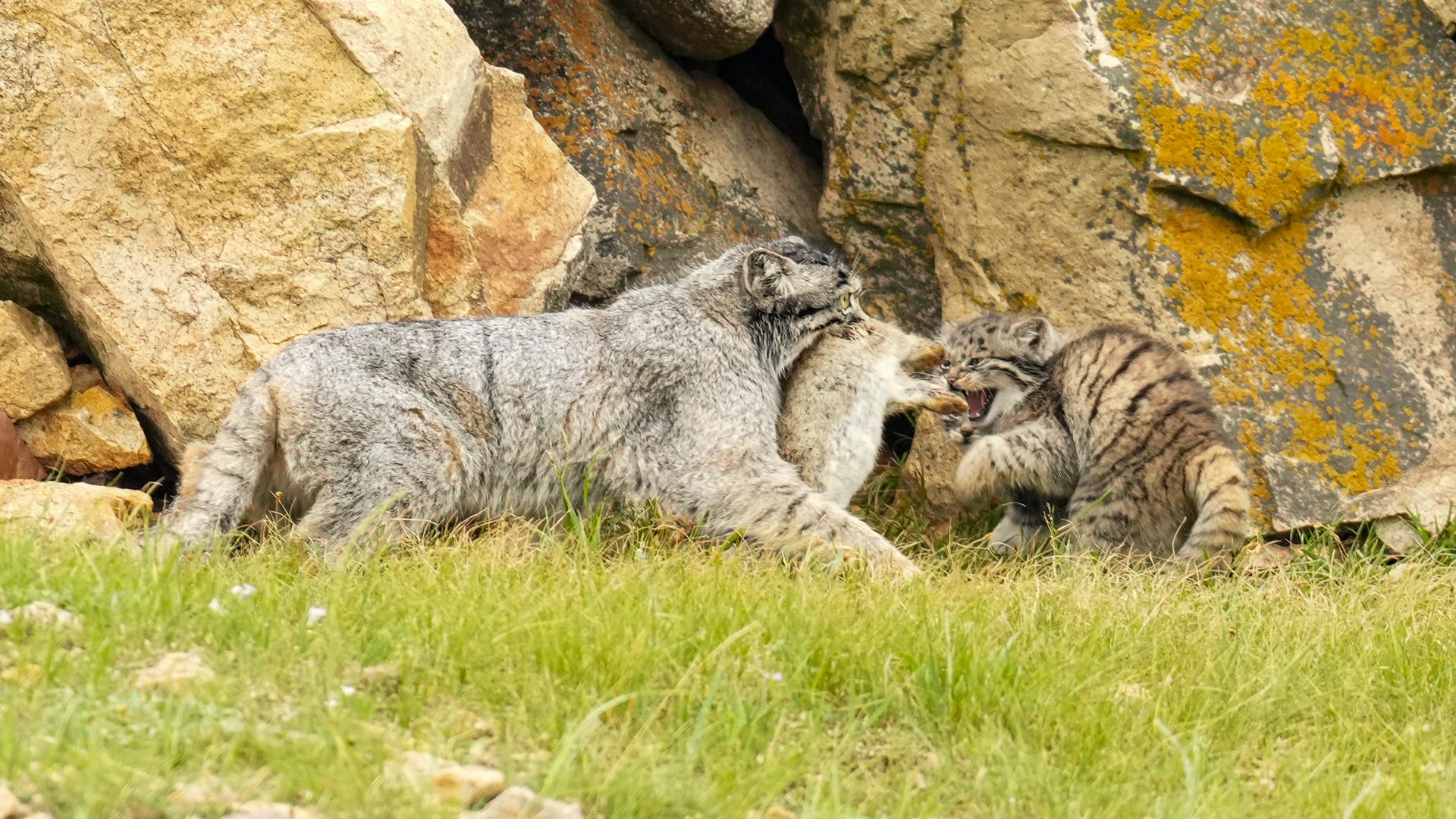 ���Թ���