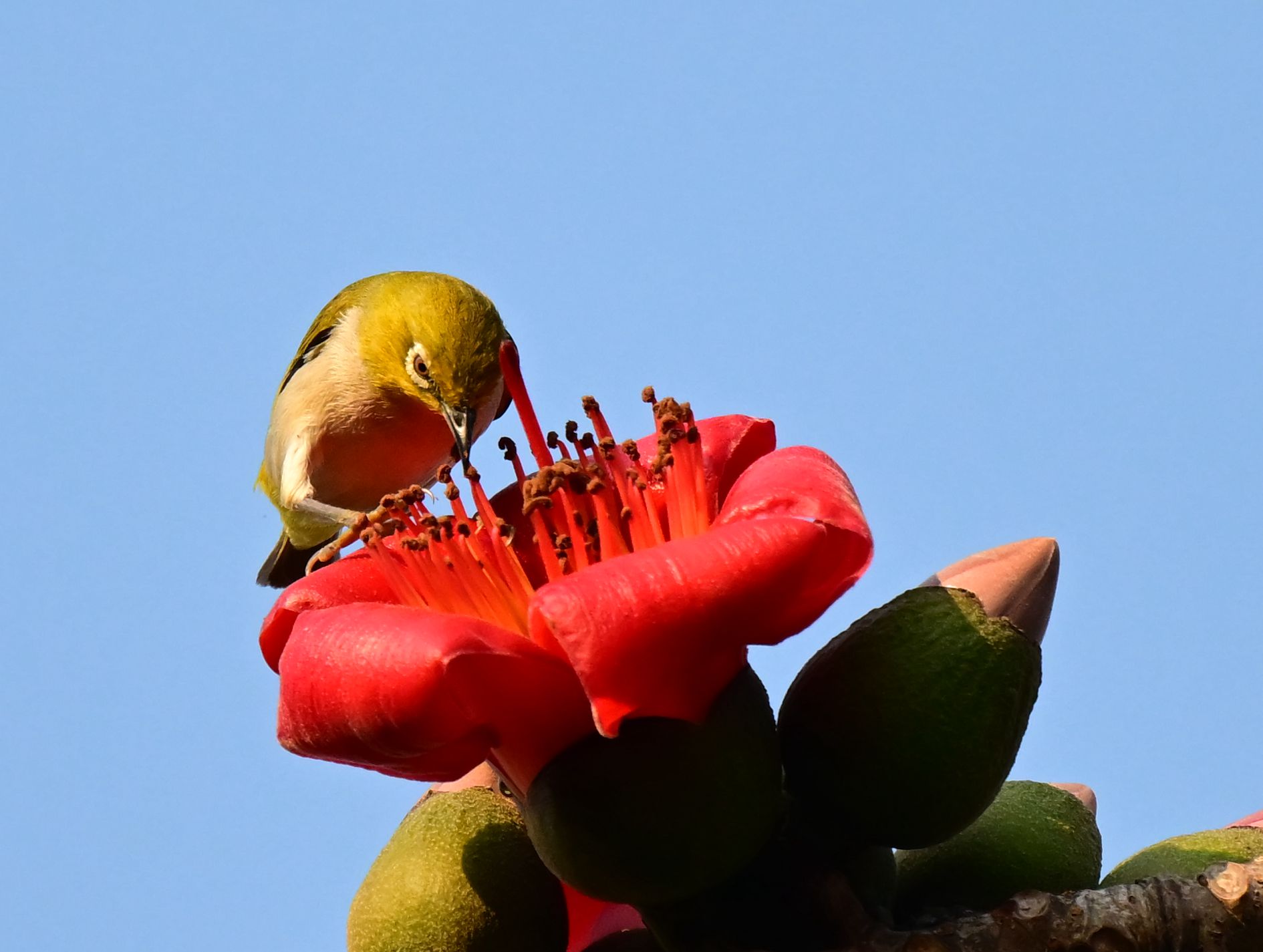 DSC_4071_1 - ����.jpg