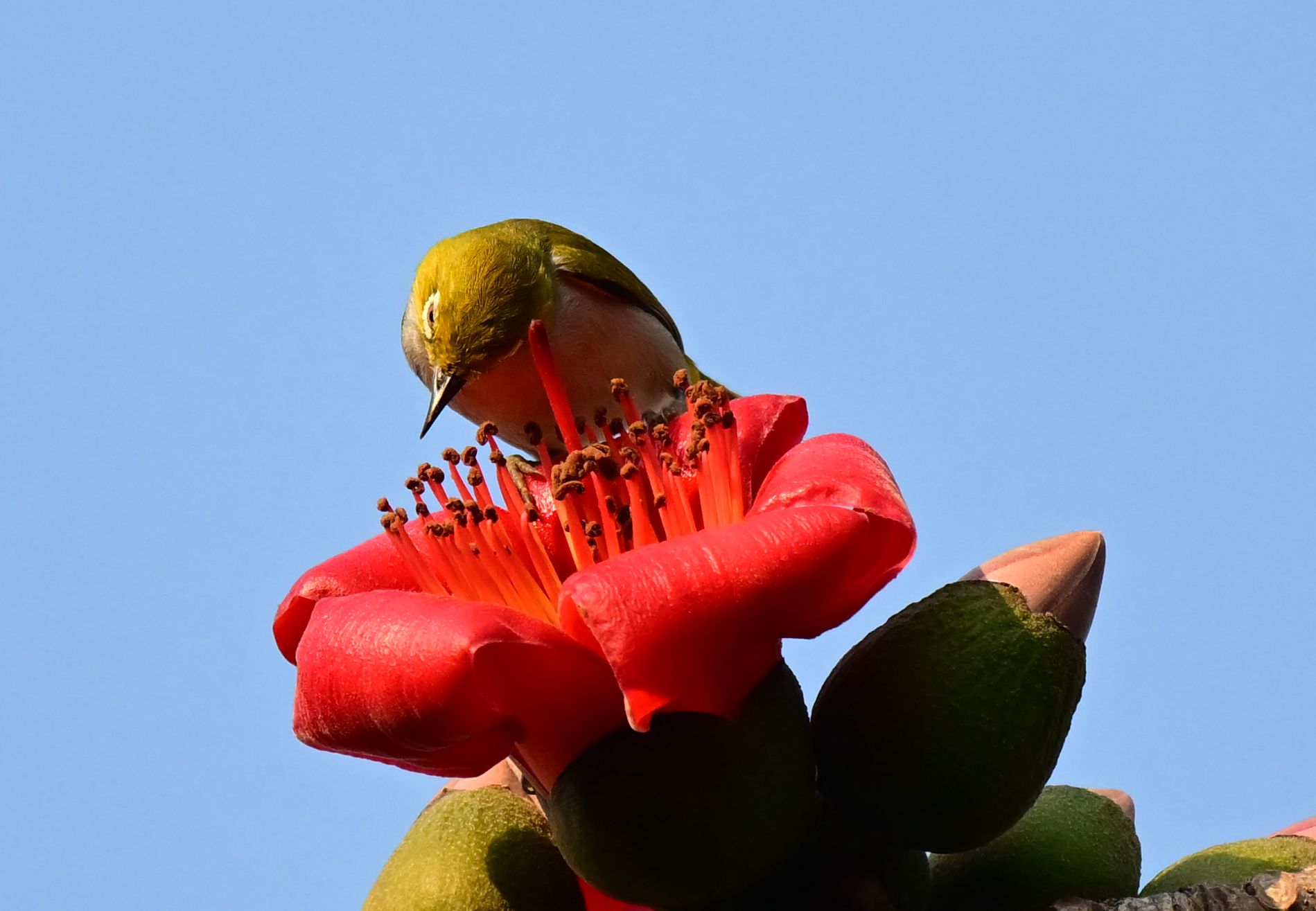 DSC_4057_1 - ����.jpg