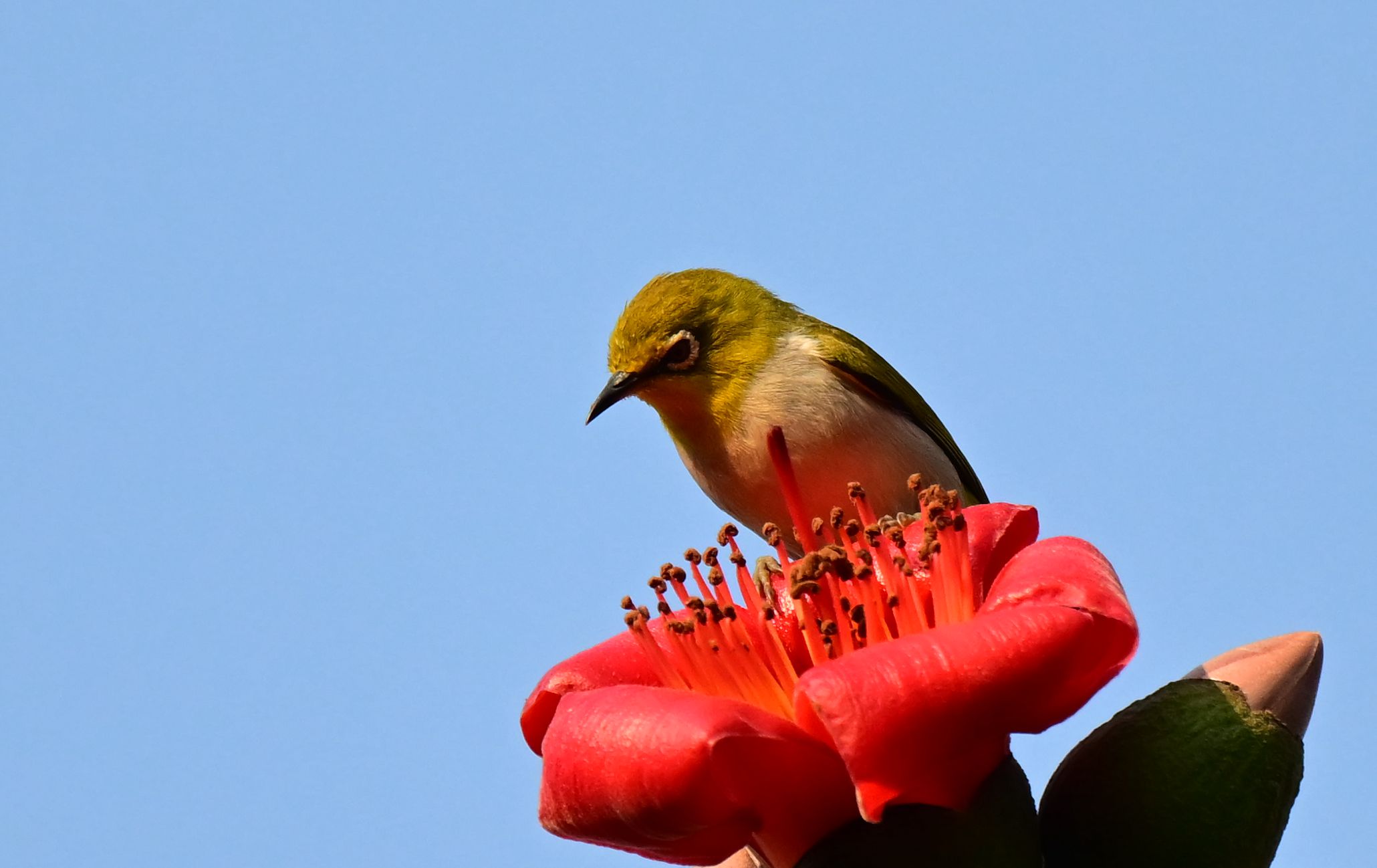 DSC_4039_1 - ����.jpg