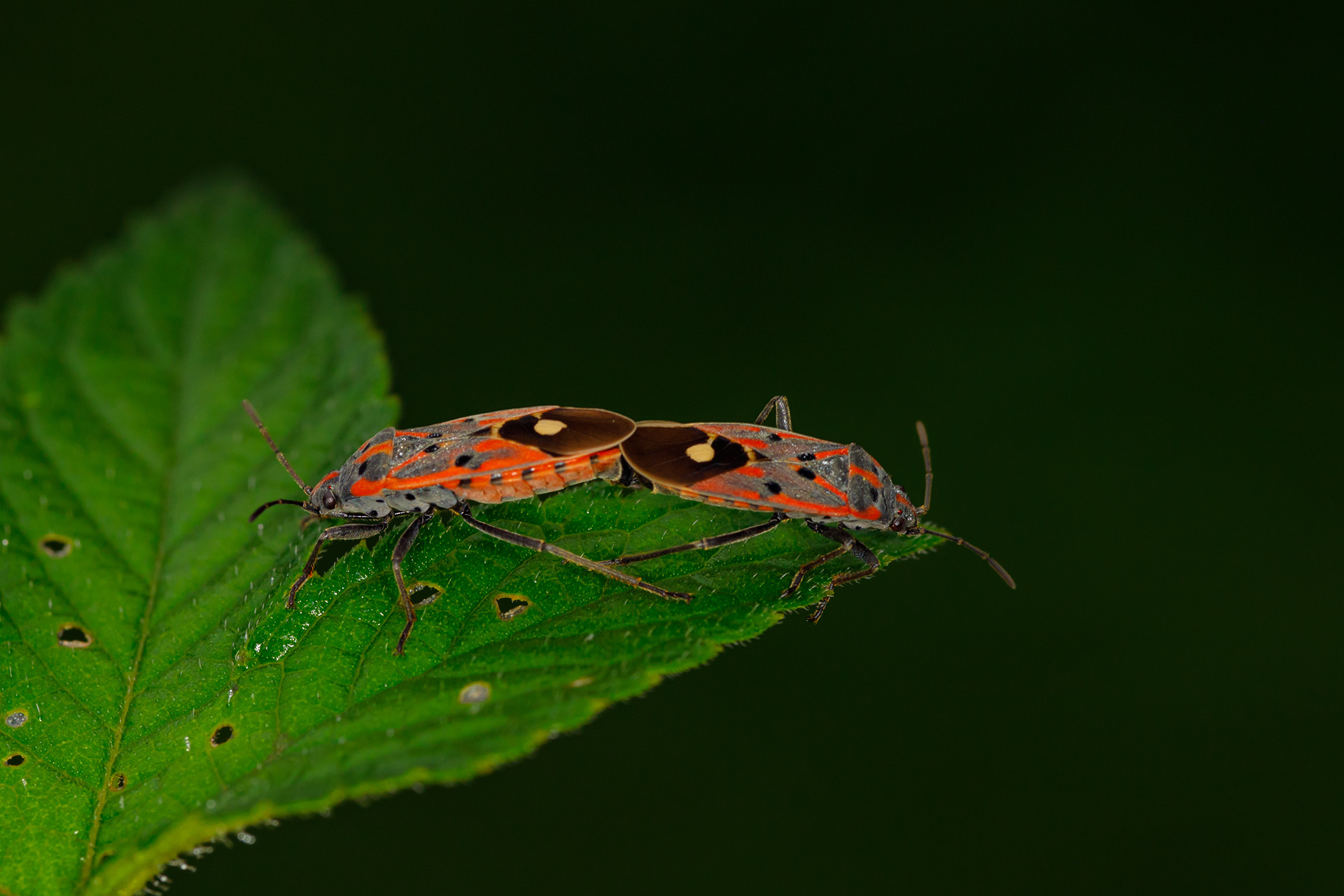 EC6A9809_����.jpg