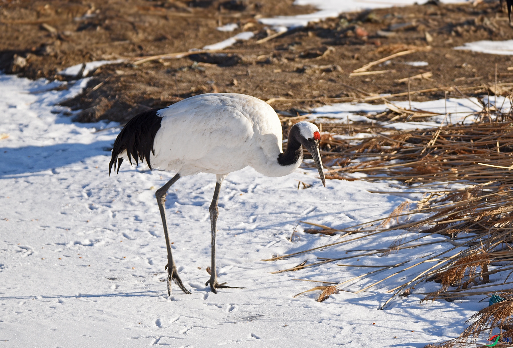 DSC_9952ѩ����ʳ.jpg
