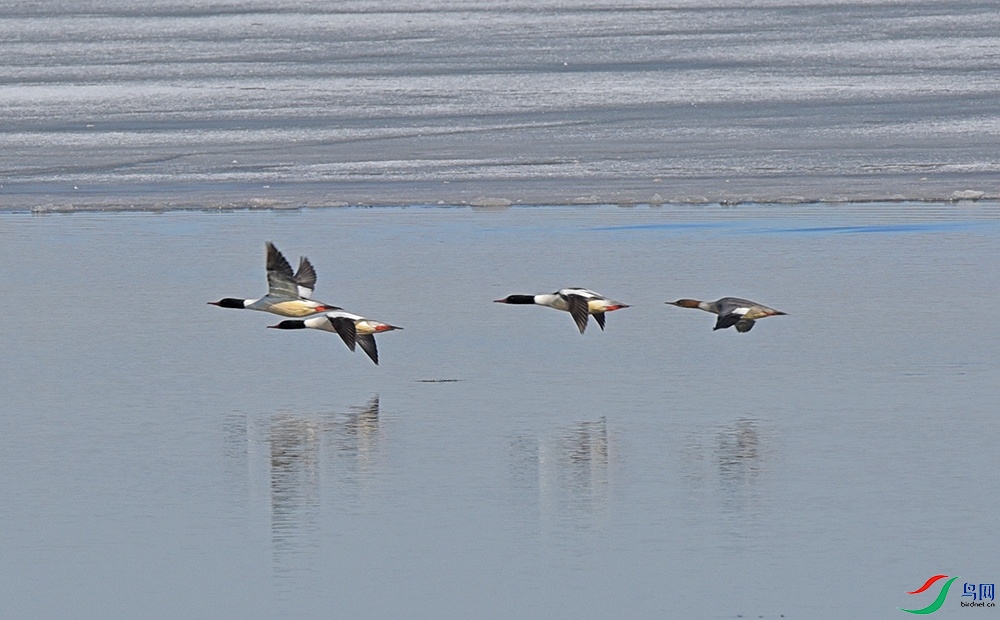 DSC_33512.jpg