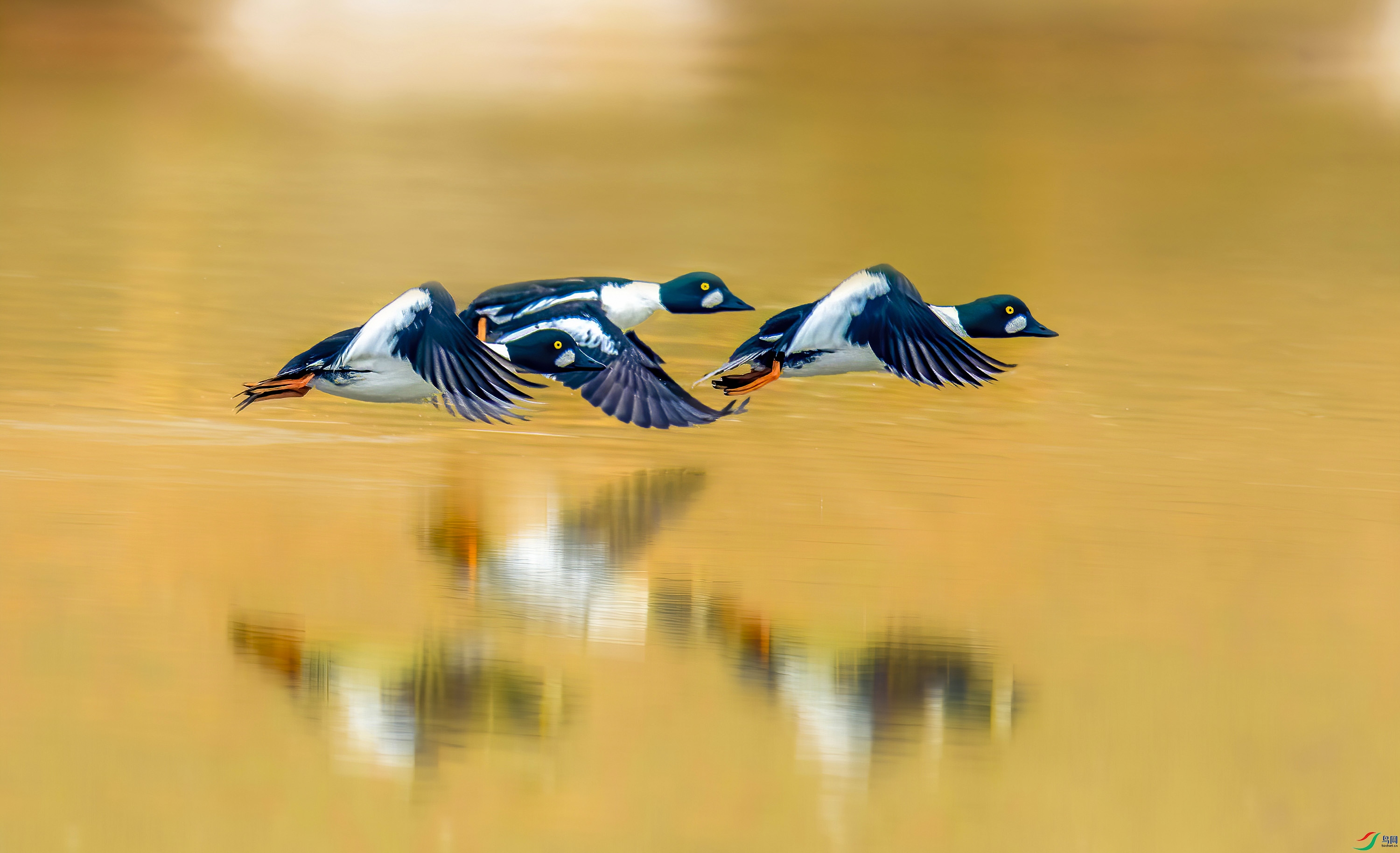 _JLN1229     ok (1).jpg