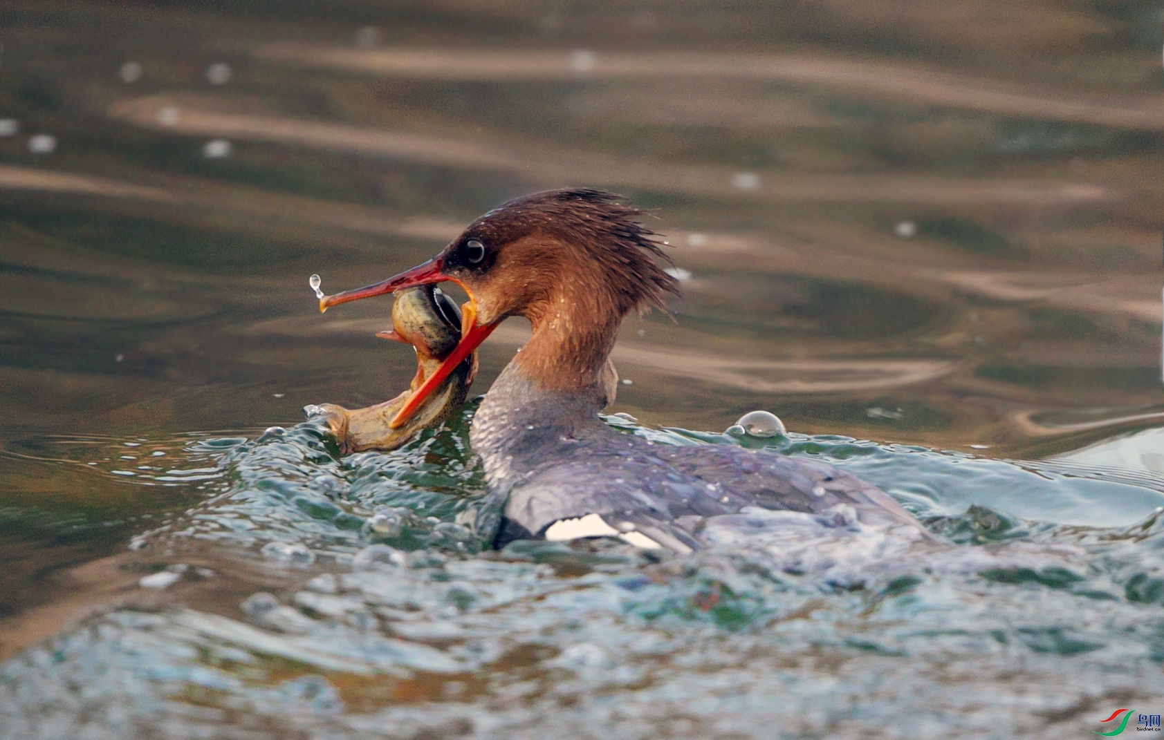 AW4I7703 ����.jpg