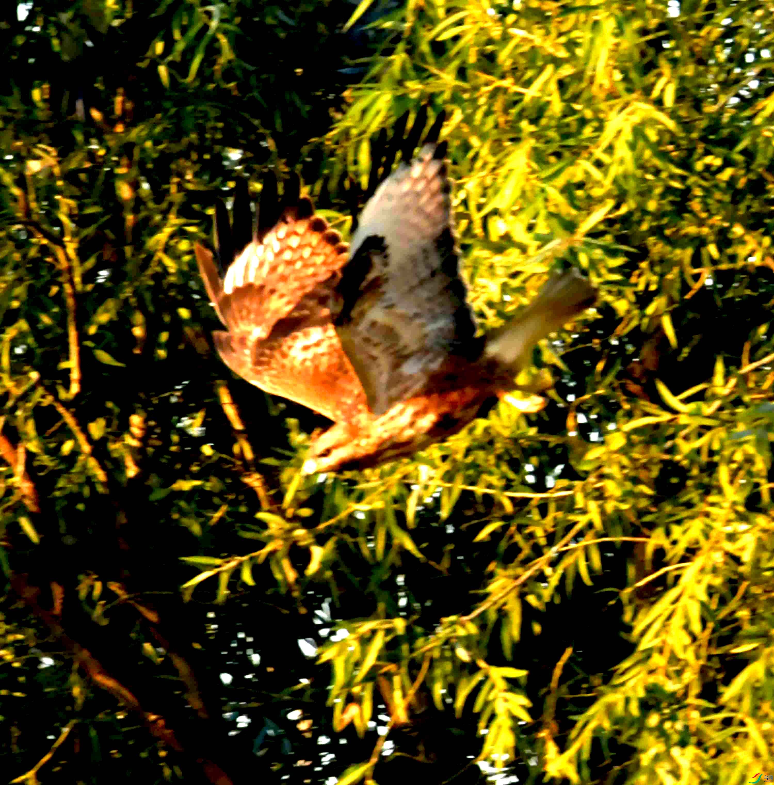 DSC_0372.JPG