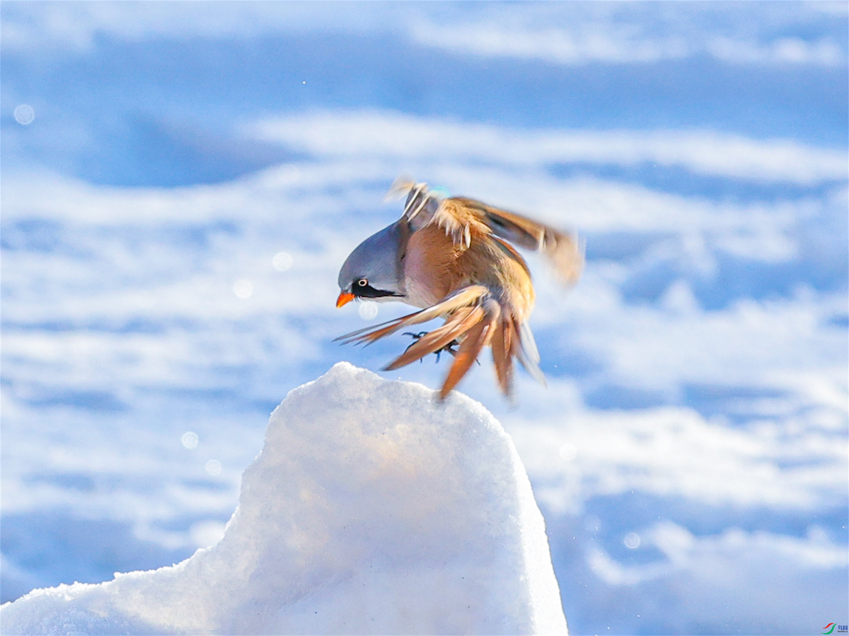 1K3A4813 ����1.jpg