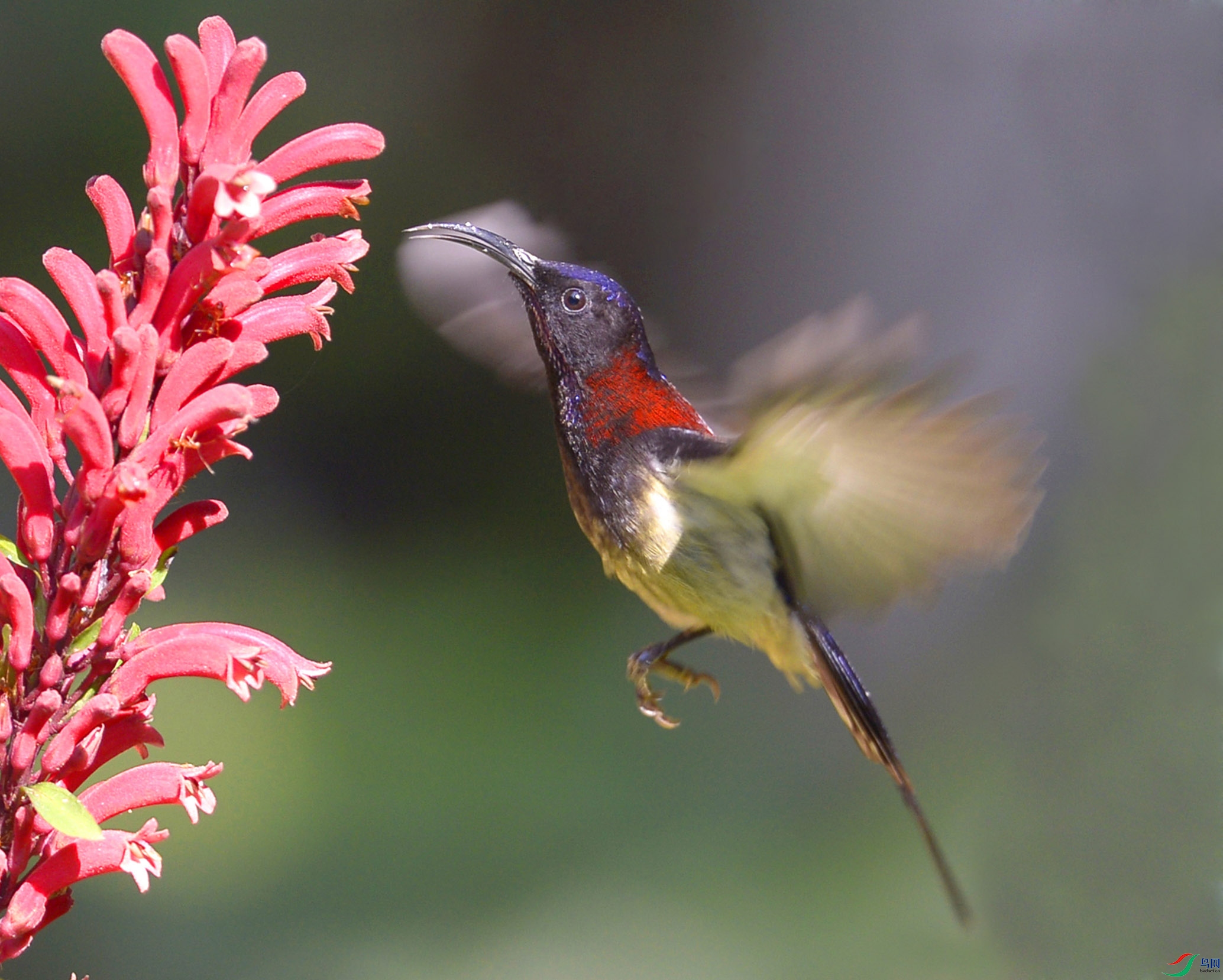 _DSC9542 - ����.JPG