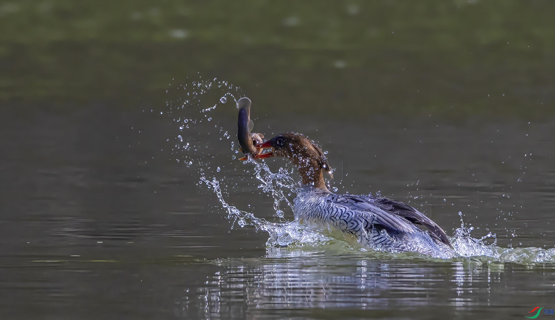 407A2873---00-D11  .jpg