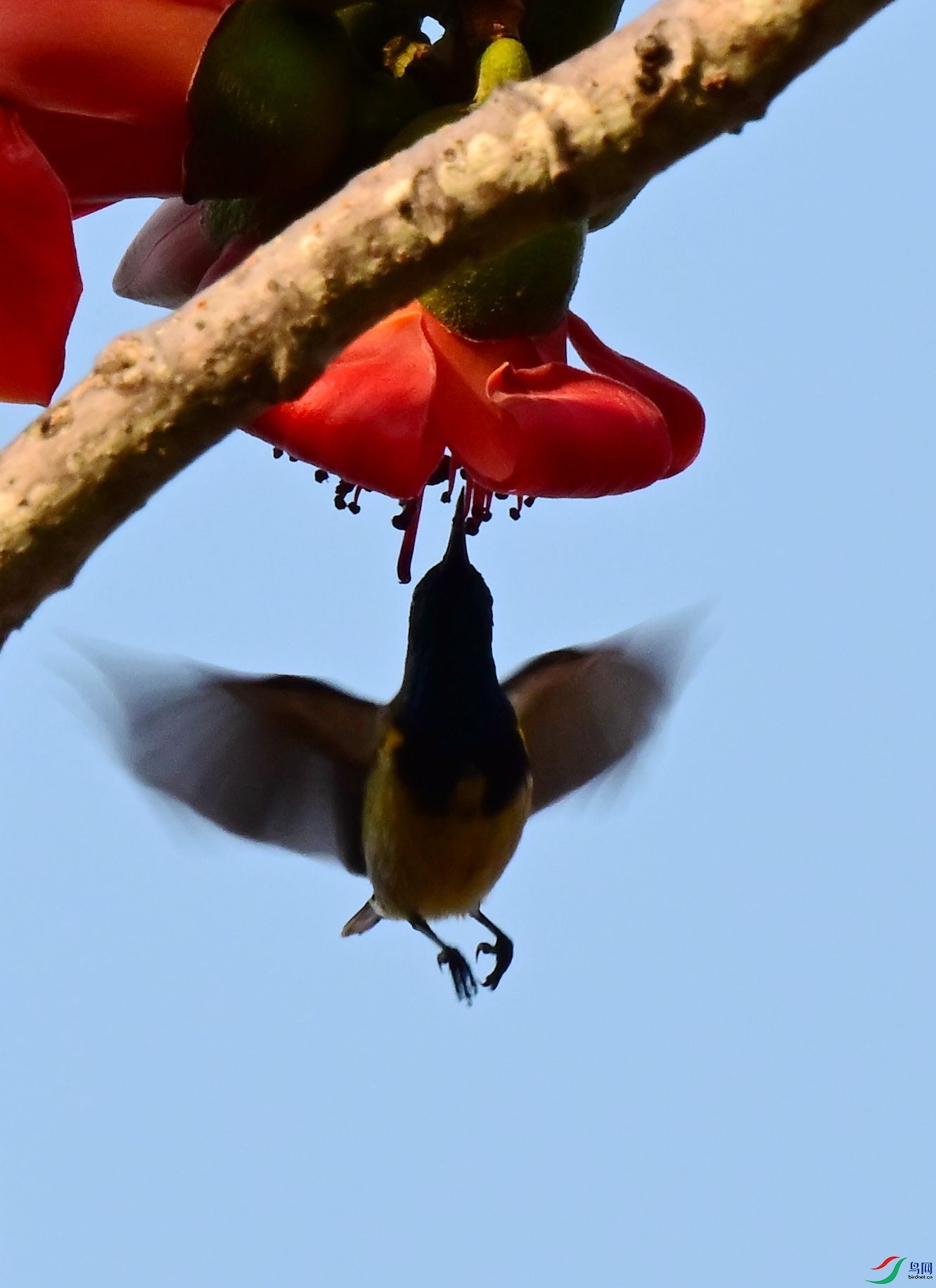DSC_3678_1.jpg