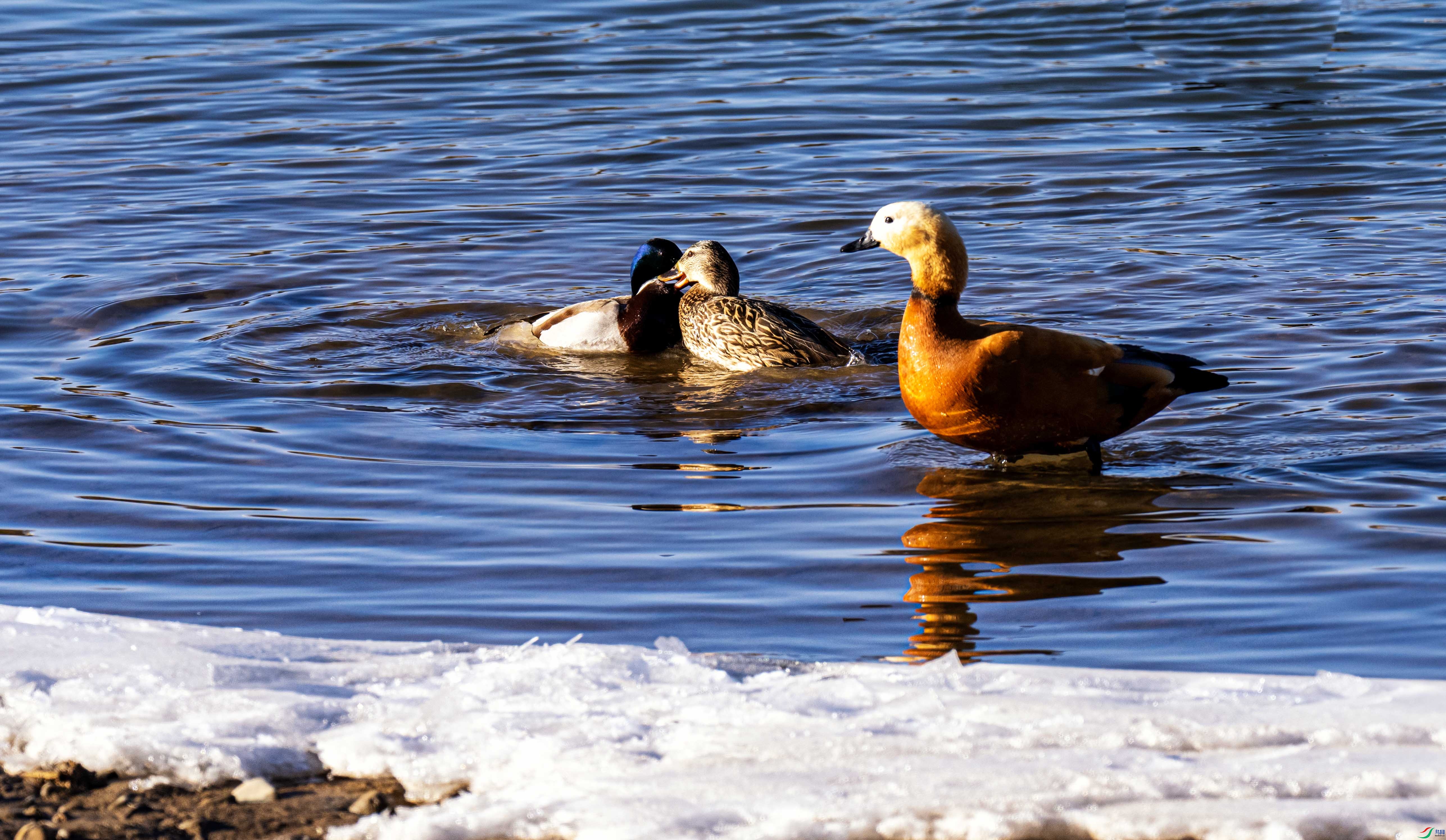 ͵��DSC03698 ����_1M.jpg