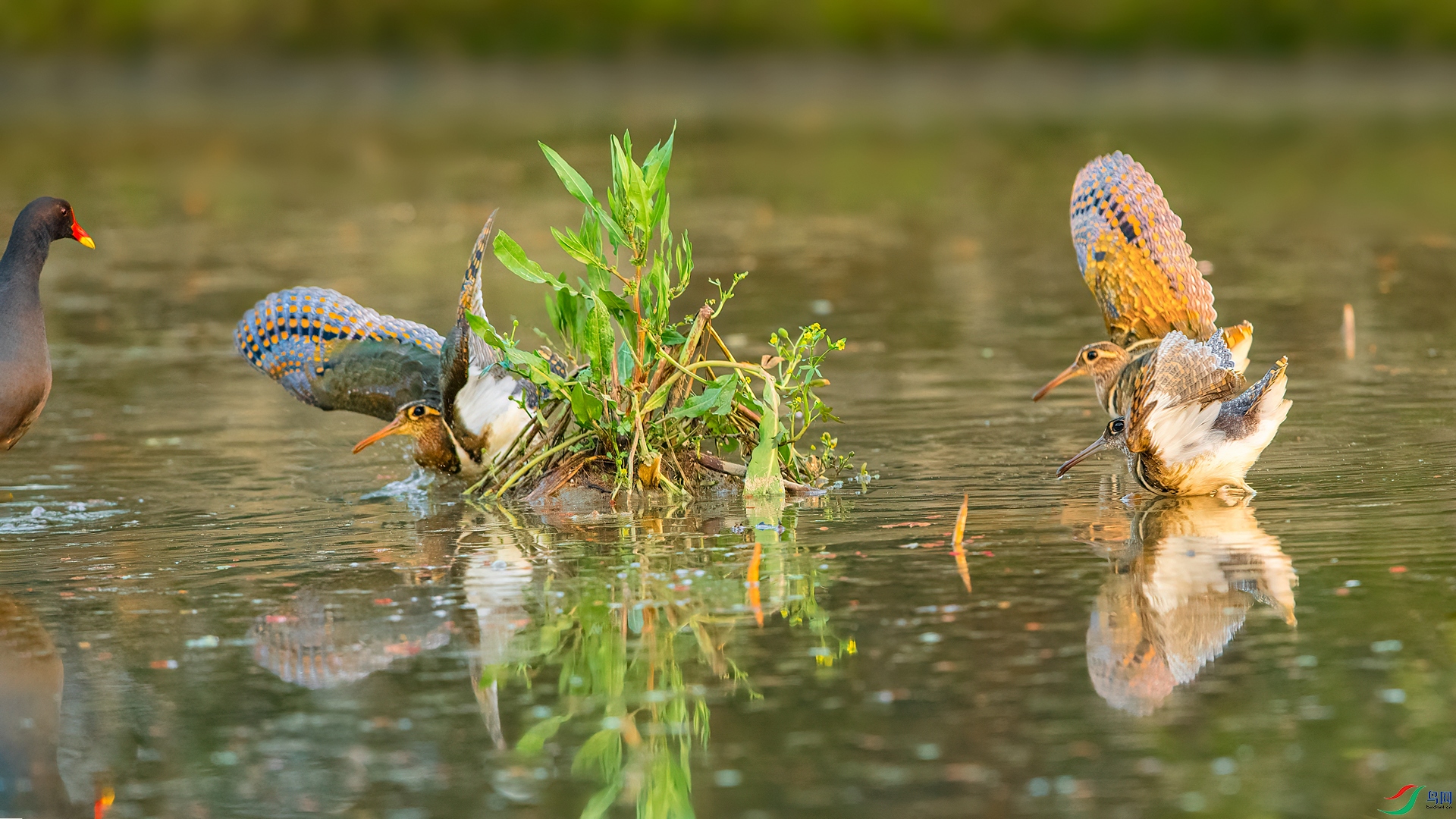 ��ƬDSC_3462 ����.jpg