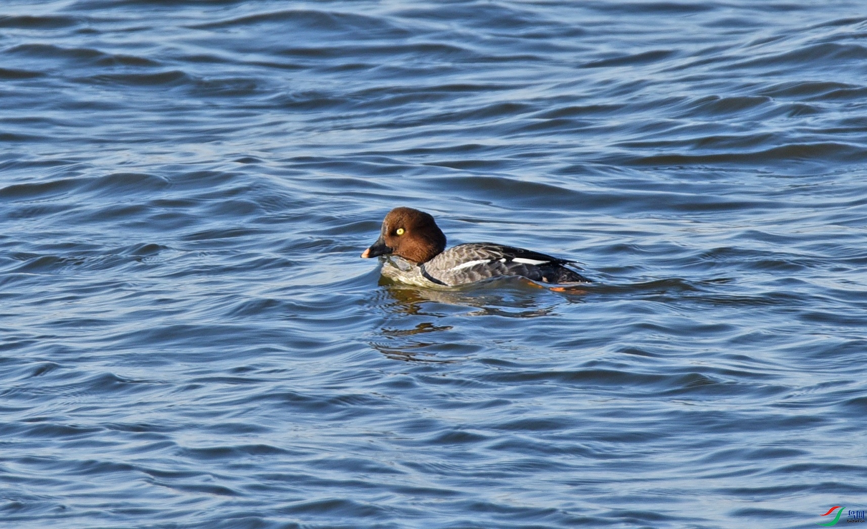 DSC_4342�沨����.jpg