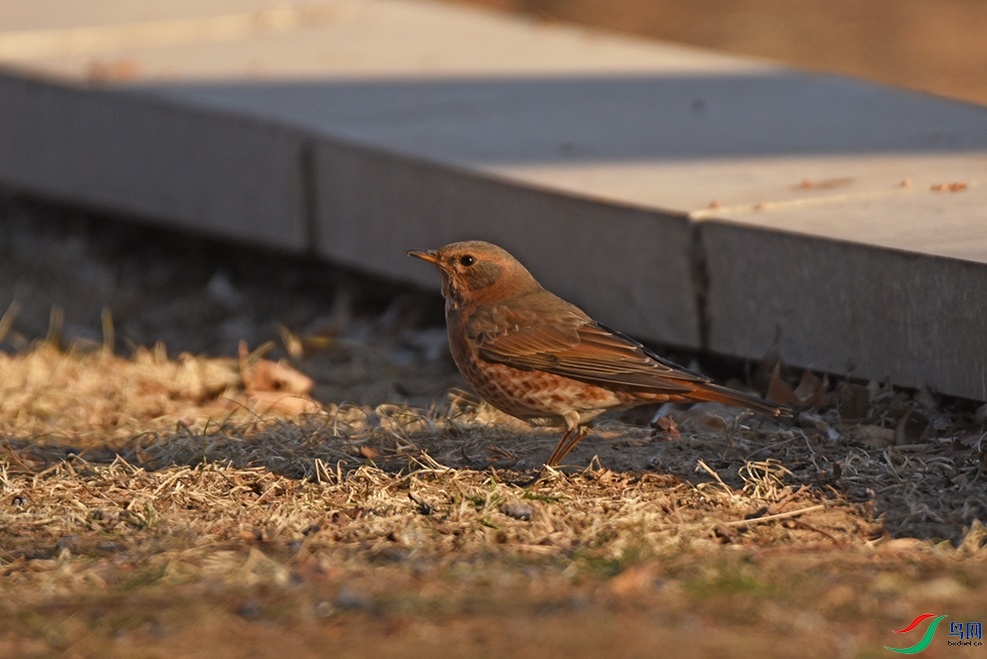 DSC_2278.jpg