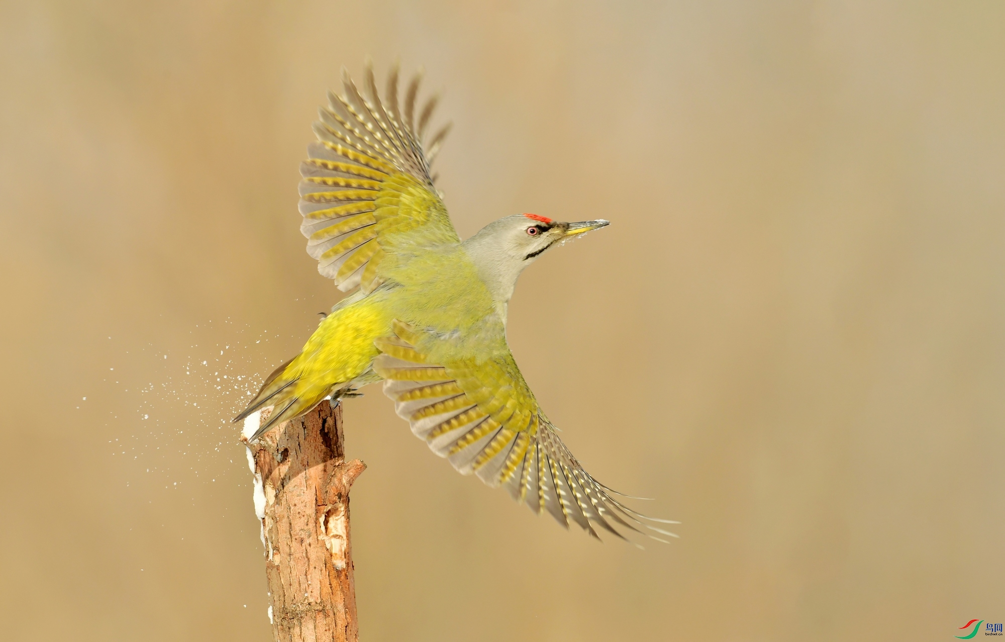 WZL_0275.jpg