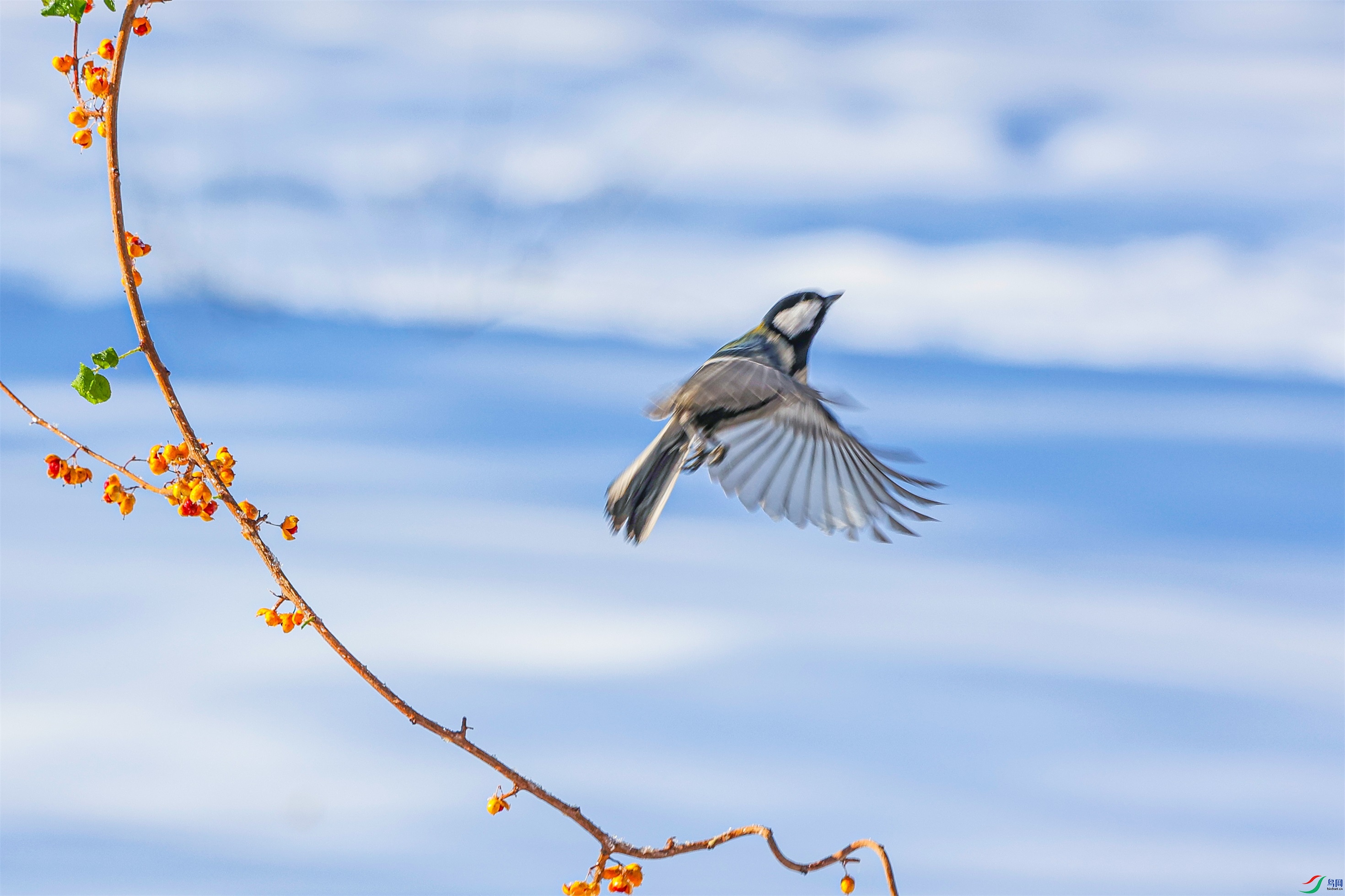 1K3A9418 ����1.jpg