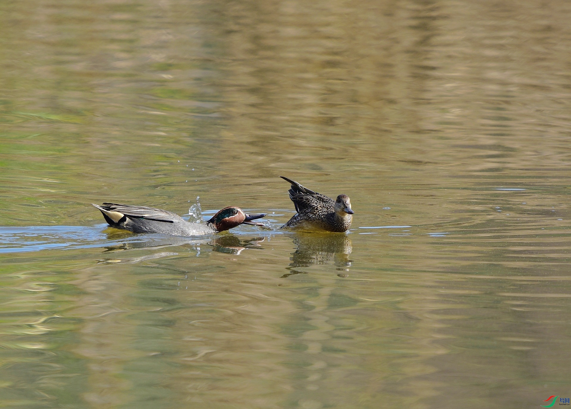 D8I_0978.jpg
