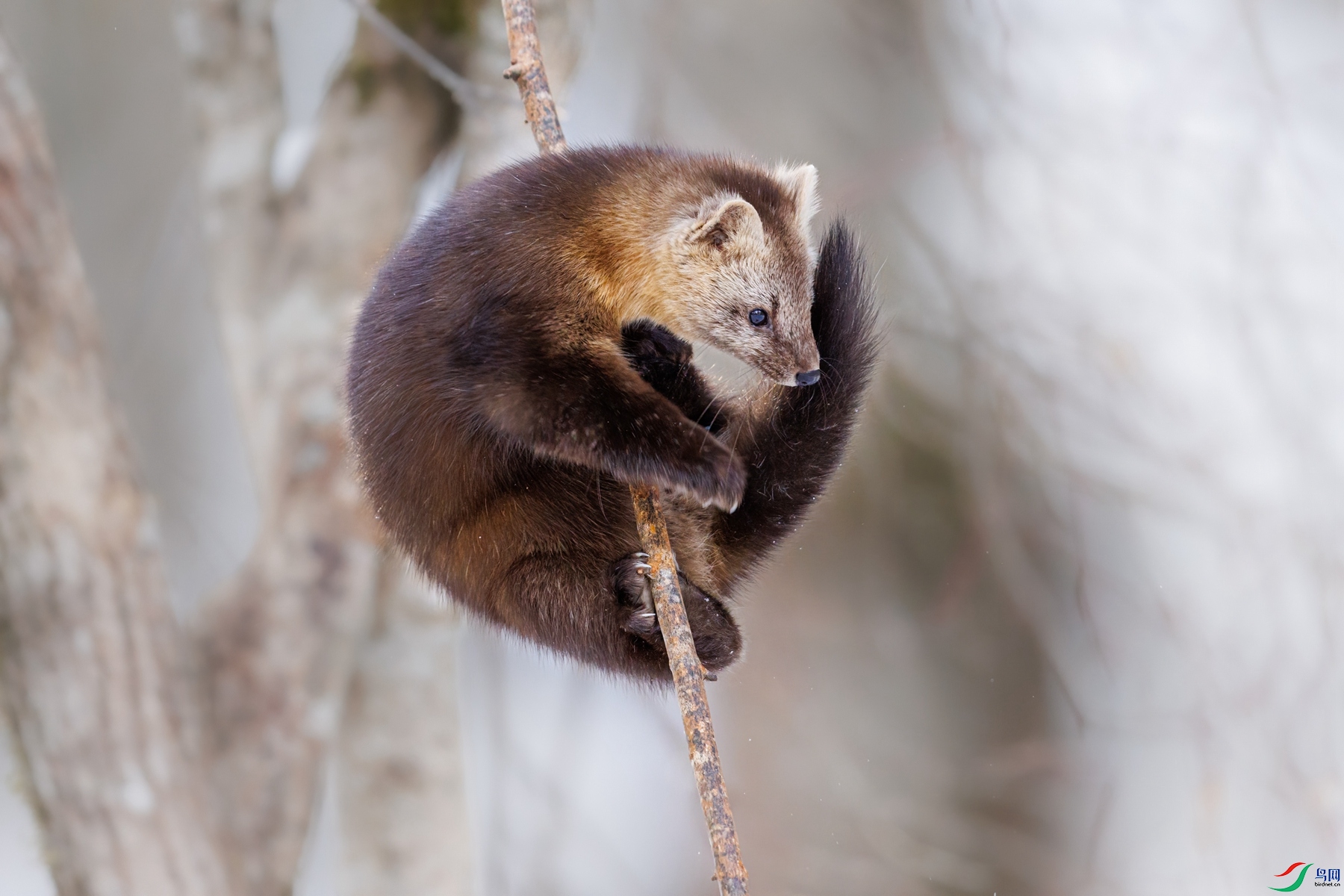 274A0453 denoise_����.jpg