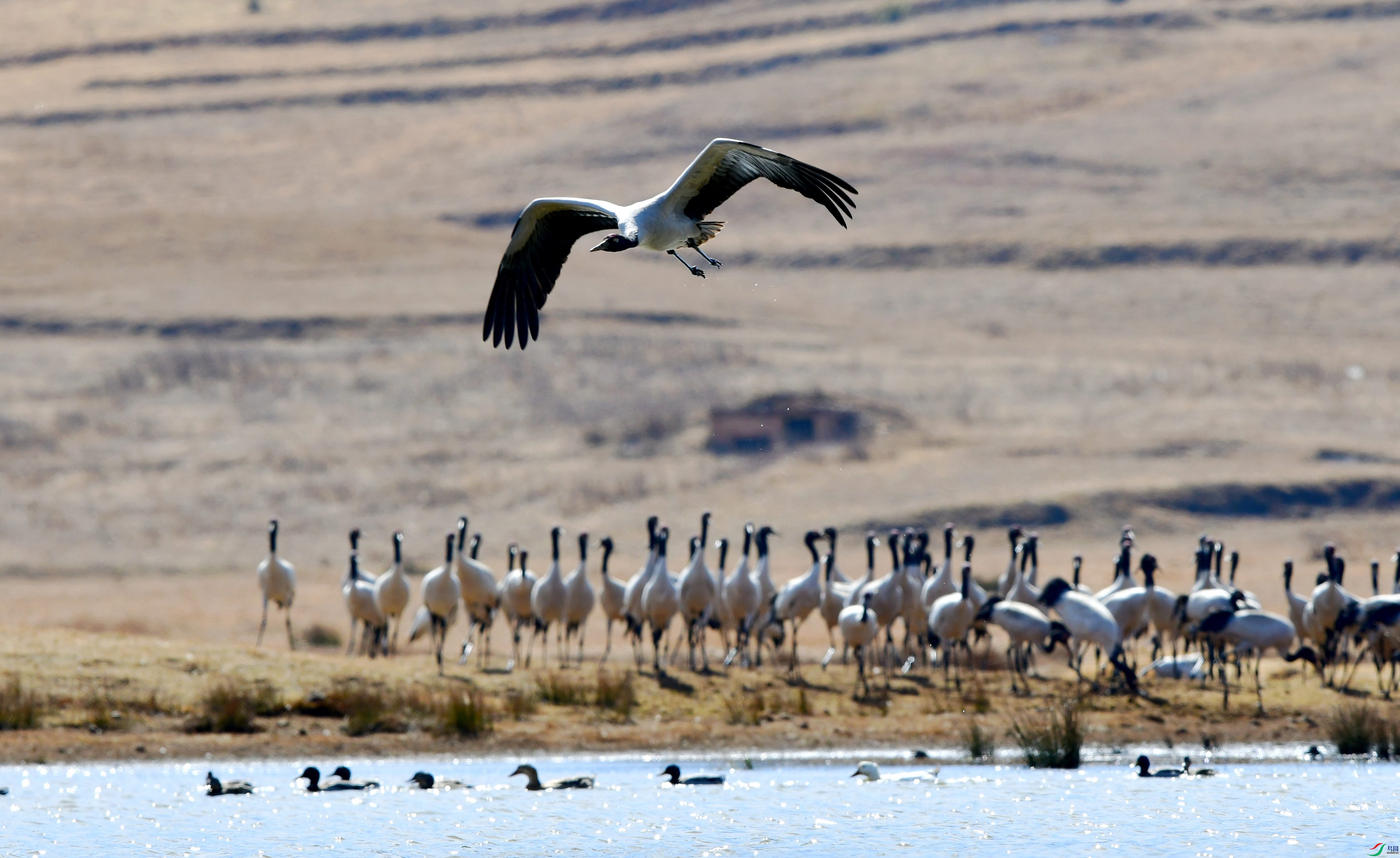 DSC_4797_conew1.jpg