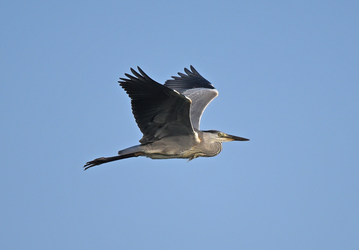 DSC_4653.jpg