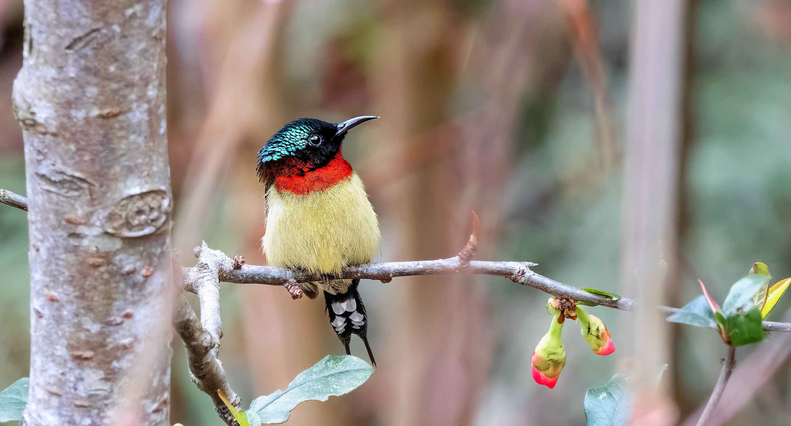 ��β̫����