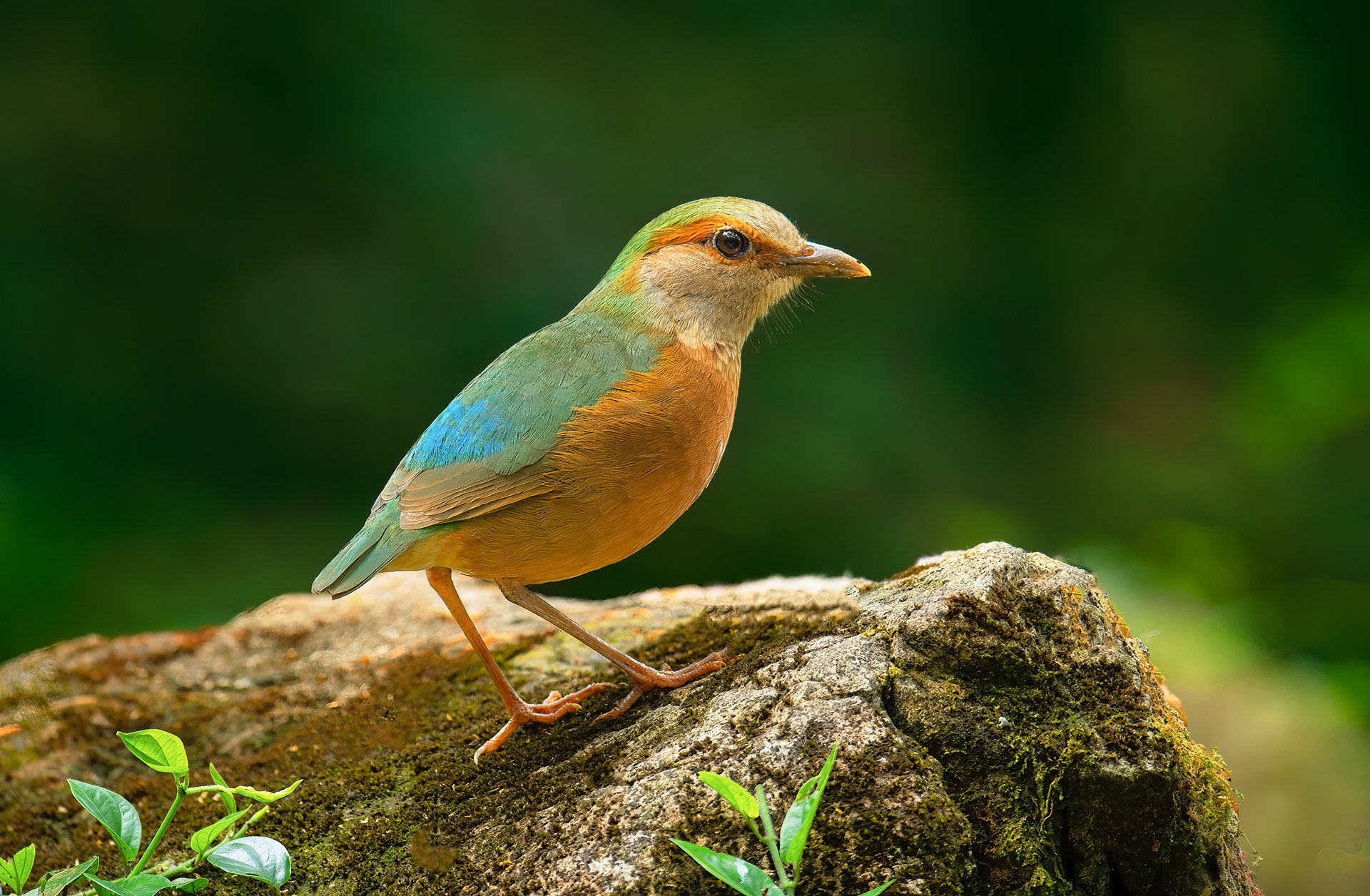 DSC_9921-1.jpg